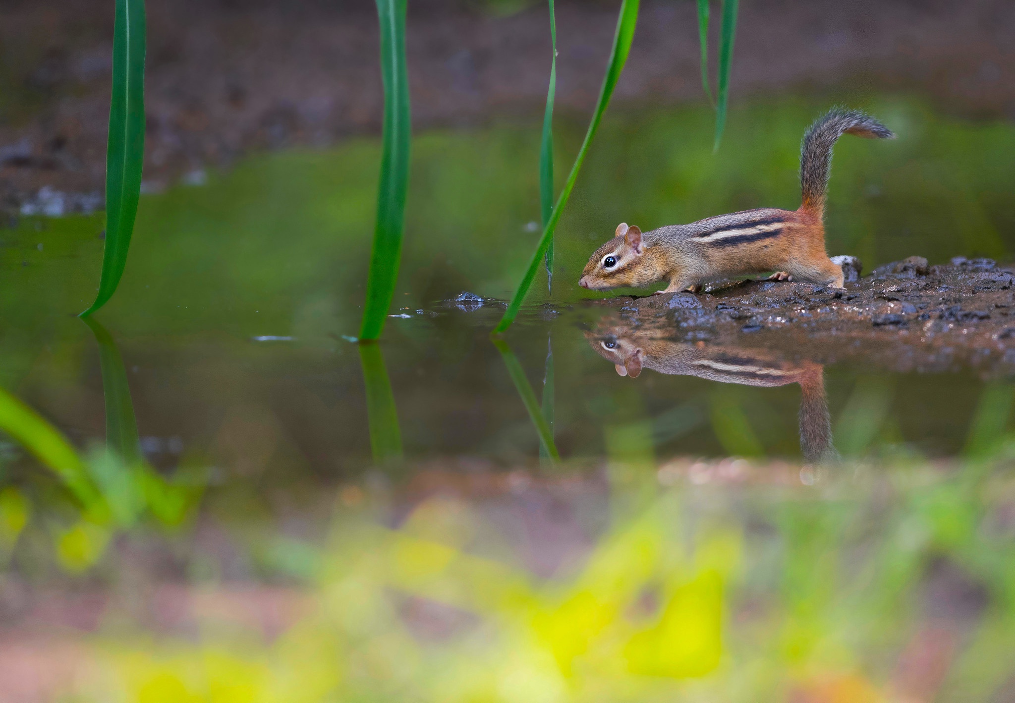 Laden Sie das Tiere, Wasser, Nagetier, Streifenhörnchen, Spiegelung-Bild kostenlos auf Ihren PC-Desktop herunter