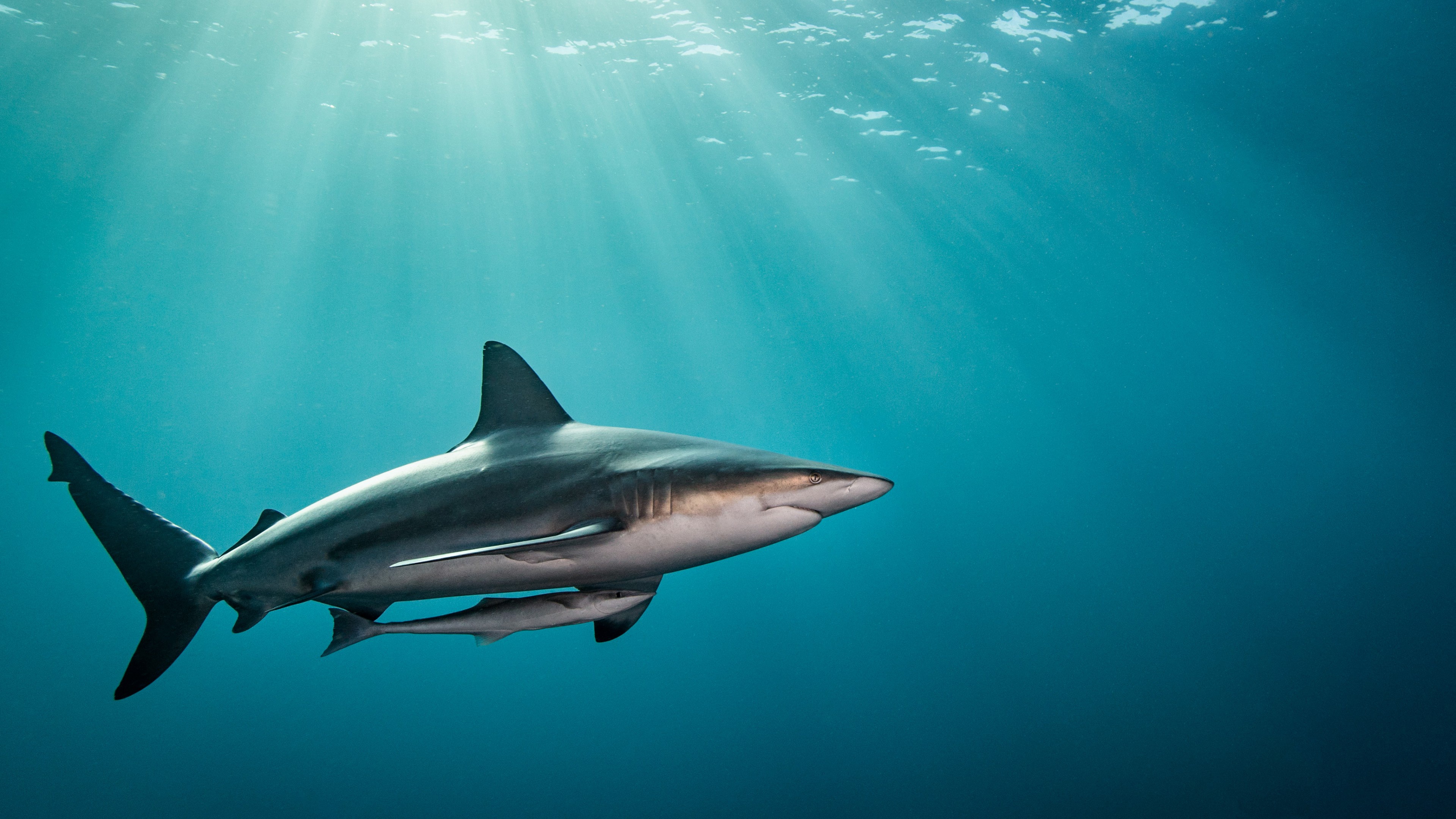 Descarga gratuita de fondo de pantalla para móvil de Animales, Tiburones, Tiburón, Submarina.
