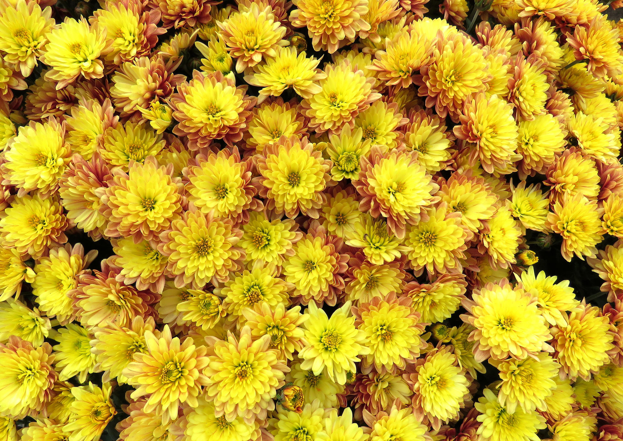 Download mobile wallpaper Nature, Flowers, Chrysanthemum, Flower, Earth, Yellow Flower for free.