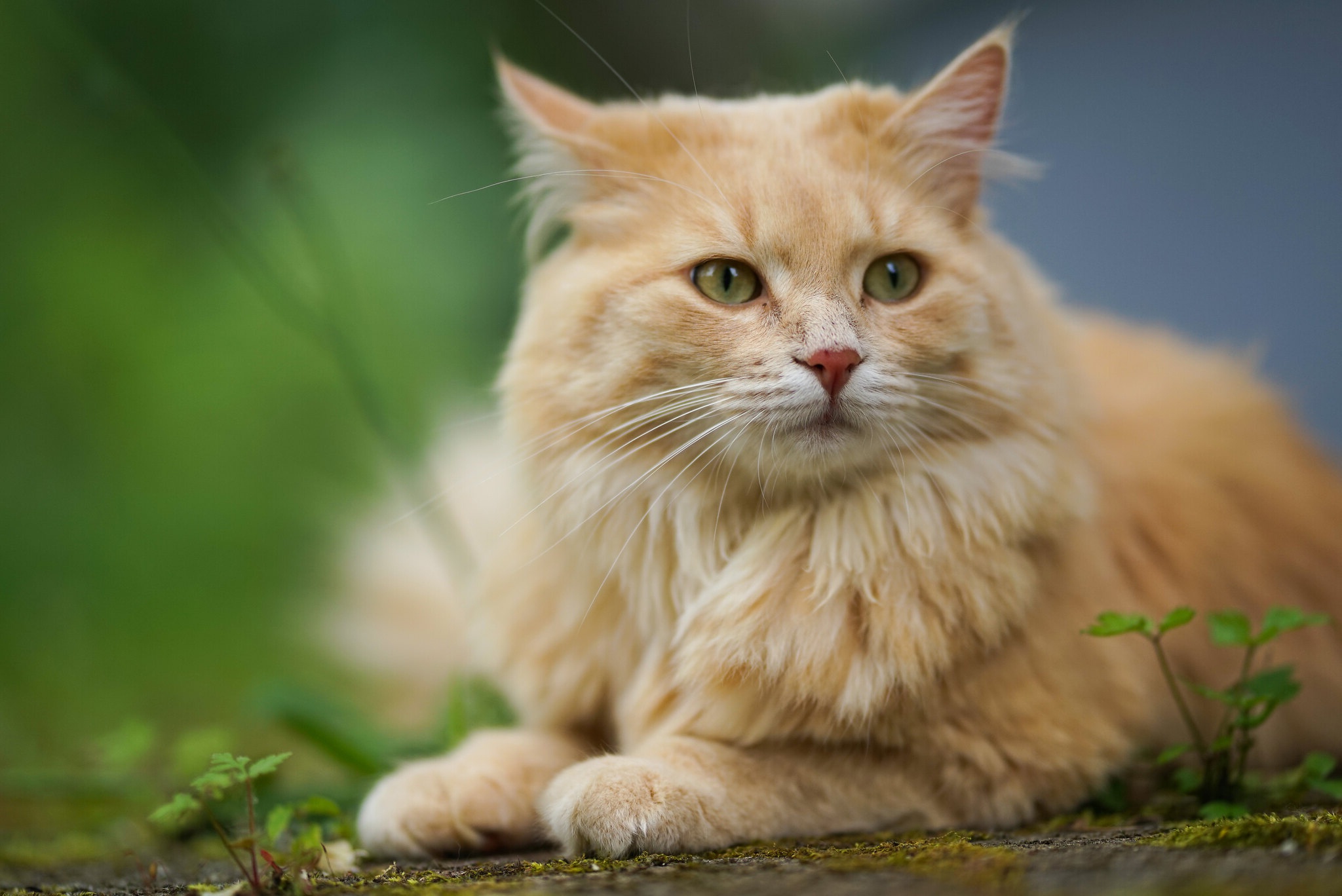 Handy-Wallpaper Tiere, Katzen, Katze kostenlos herunterladen.