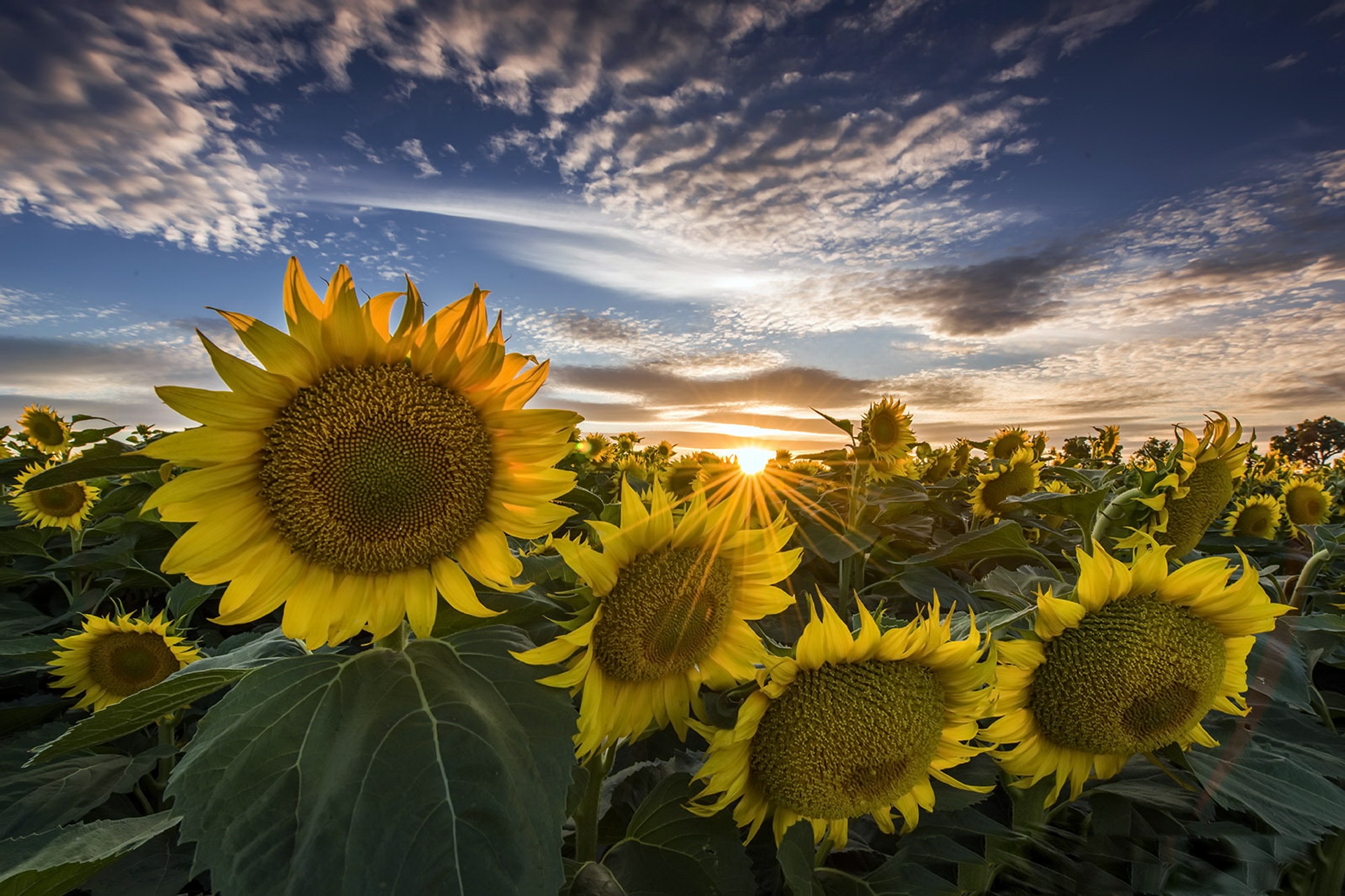 Laden Sie das Natur, Blumen, Sommer, Blume, Sonnenaufgang, Sonnenblume, Gelbe Blume, Erde/natur-Bild kostenlos auf Ihren PC-Desktop herunter