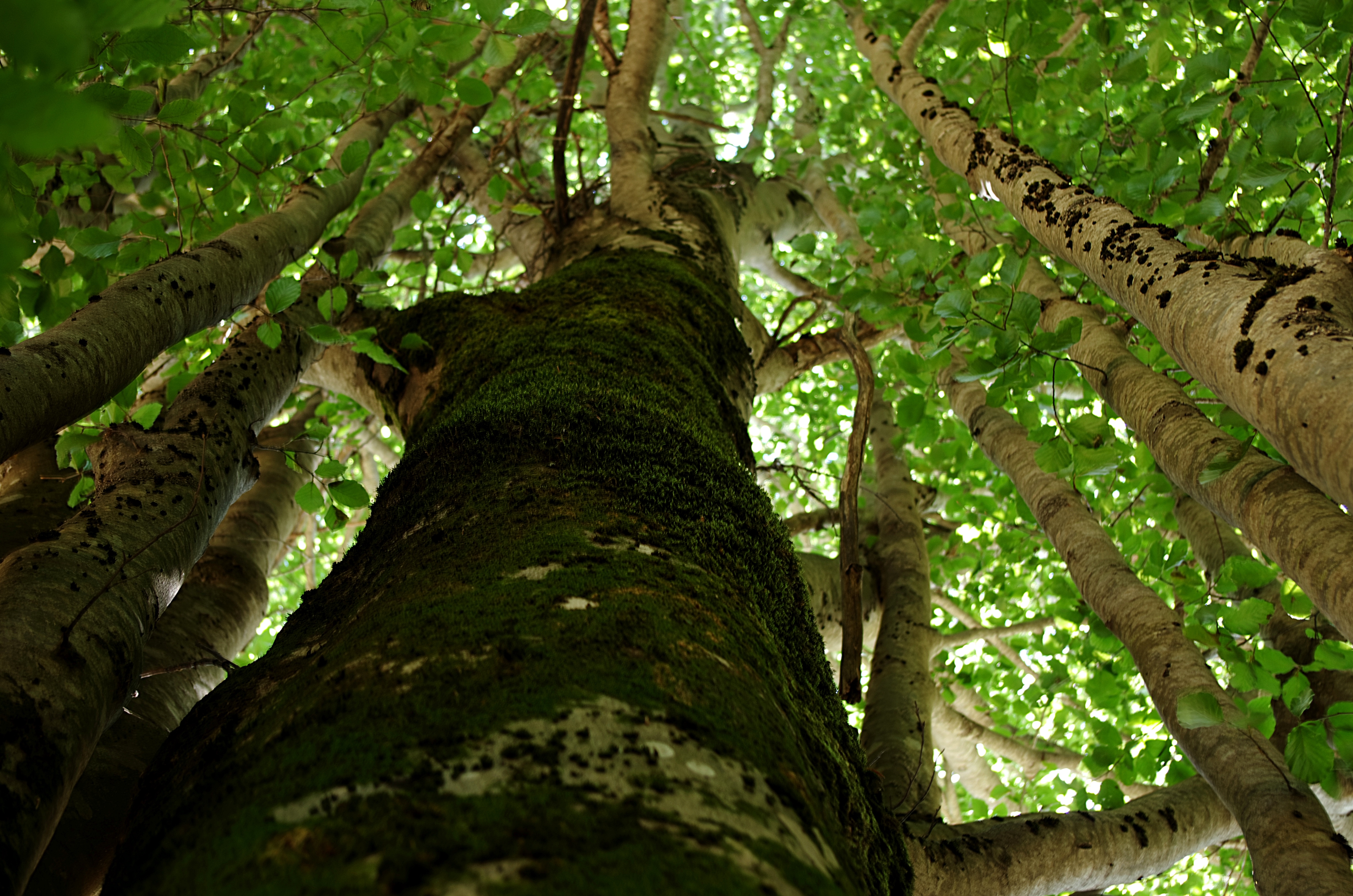 Скачати мобільні шпалери Дерева, Дерево, Земля безкоштовно.