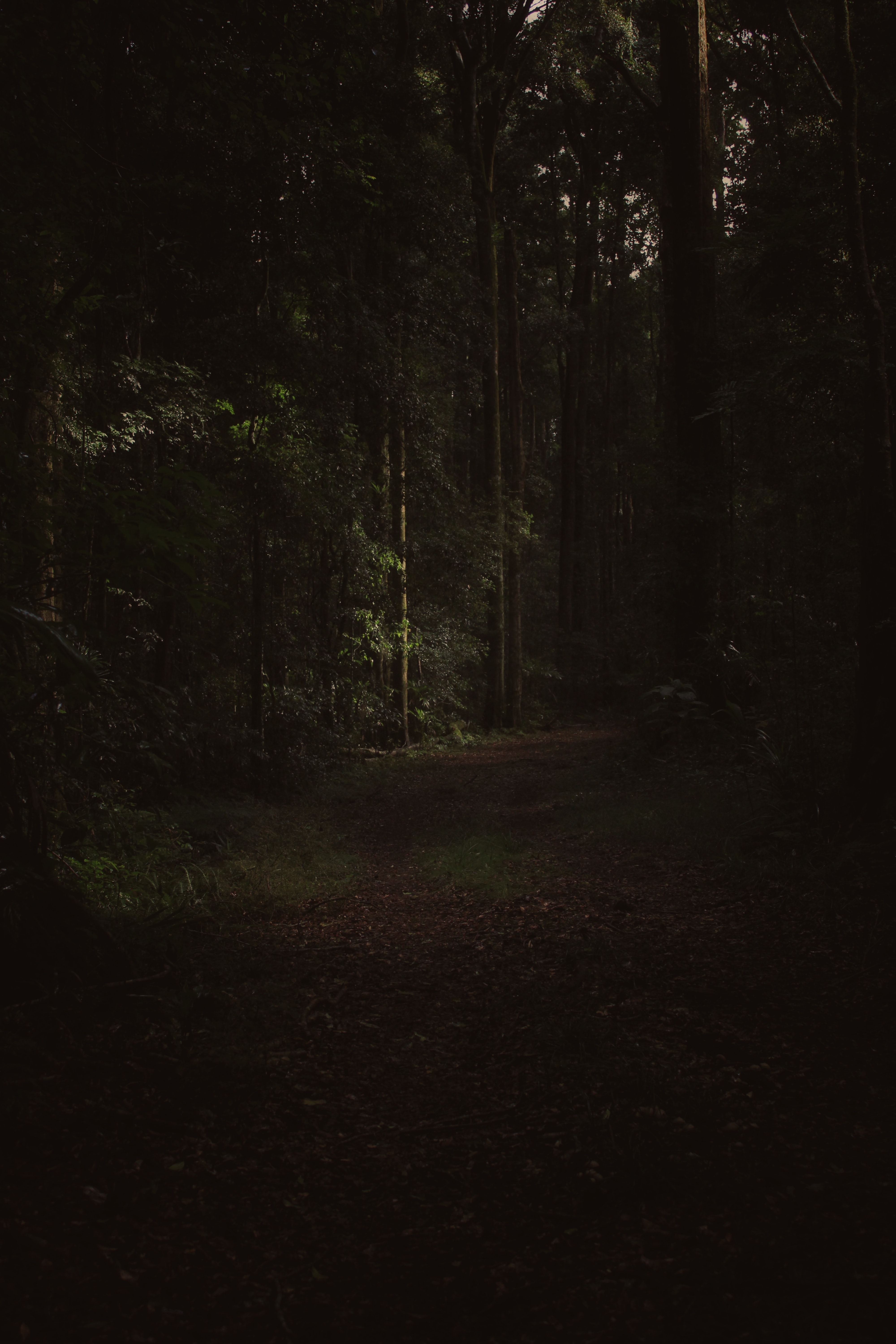Download mobile wallpaper Branches, Trees, Path, Forest, Dark for free.