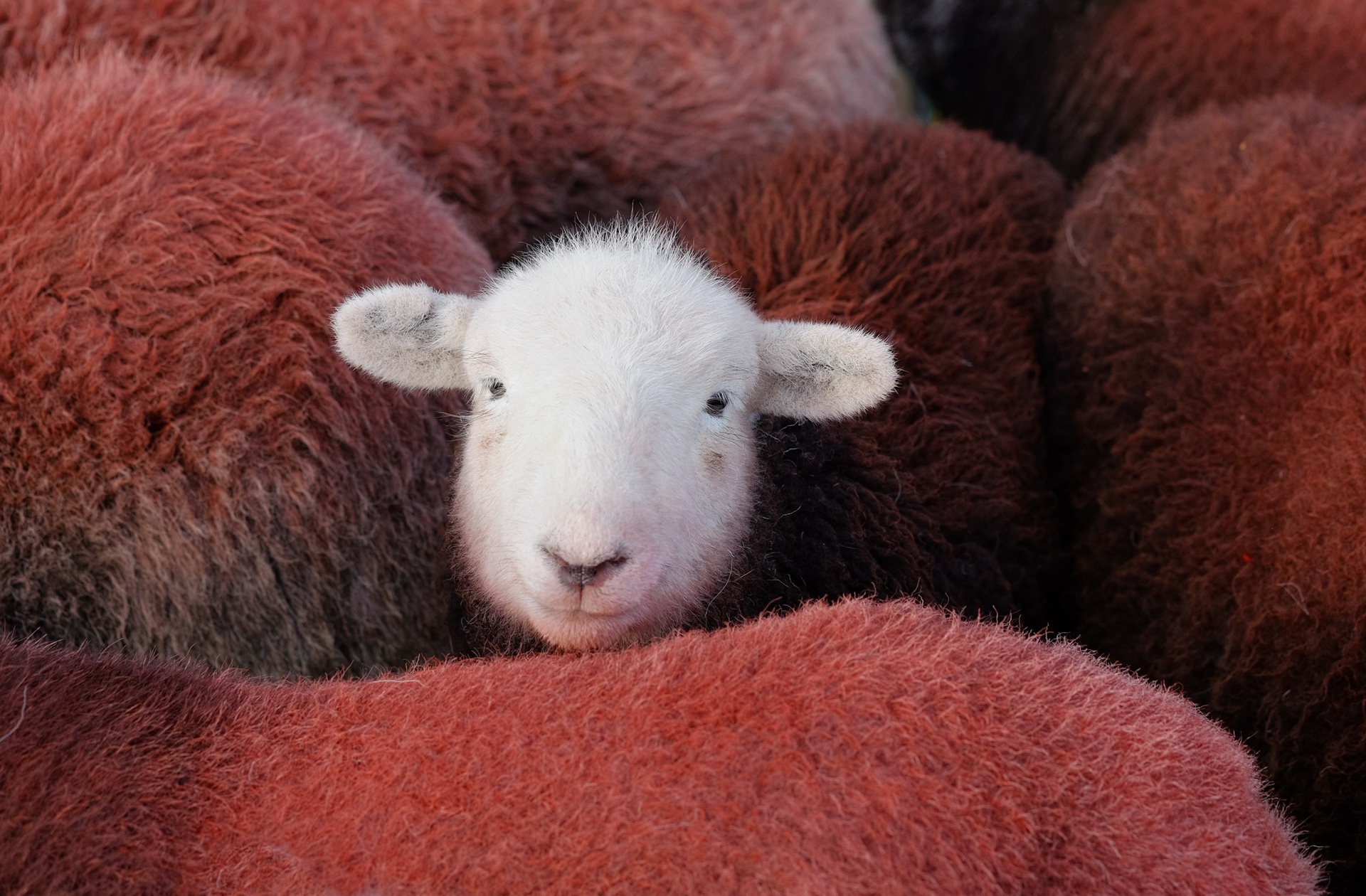 Free download wallpaper Animal, Sheep on your PC desktop