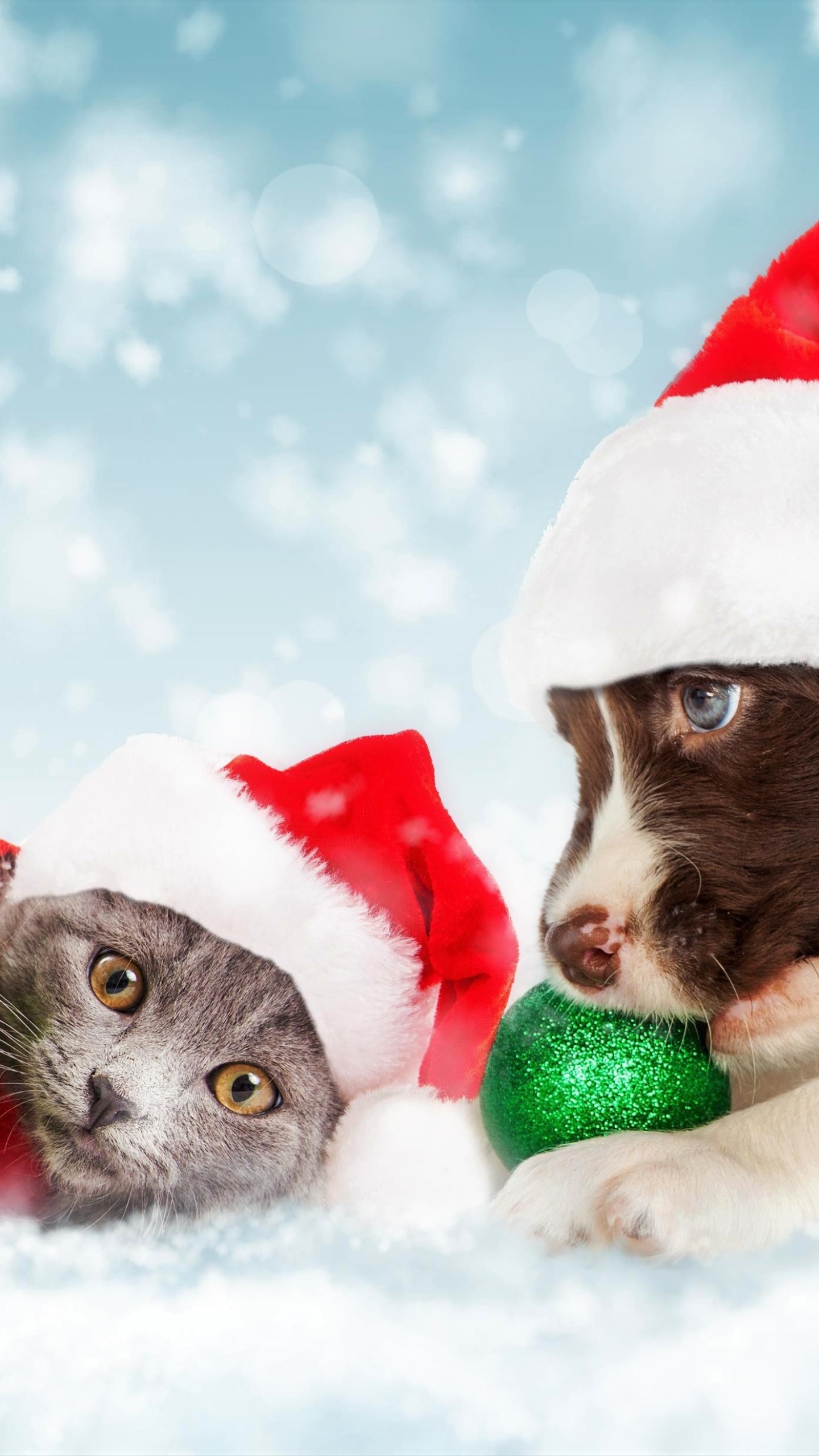 Descarga gratuita de fondo de pantalla para móvil de Animales, Navidad, Gato, Gatito, Perro, Cachorro, Bebe Animal, Sombrero De Santa, Perro Y Gato.