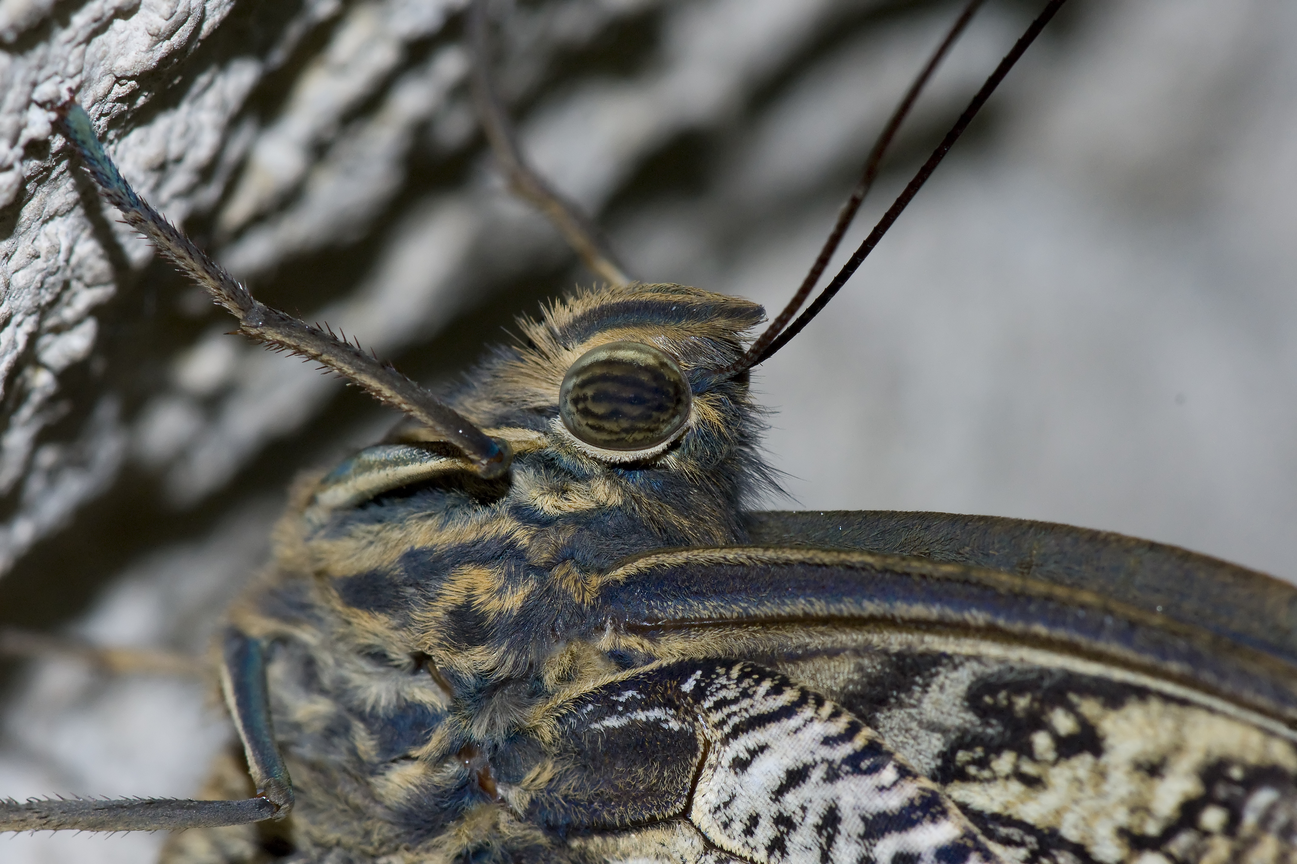 Download mobile wallpaper Moth, Animal for free.