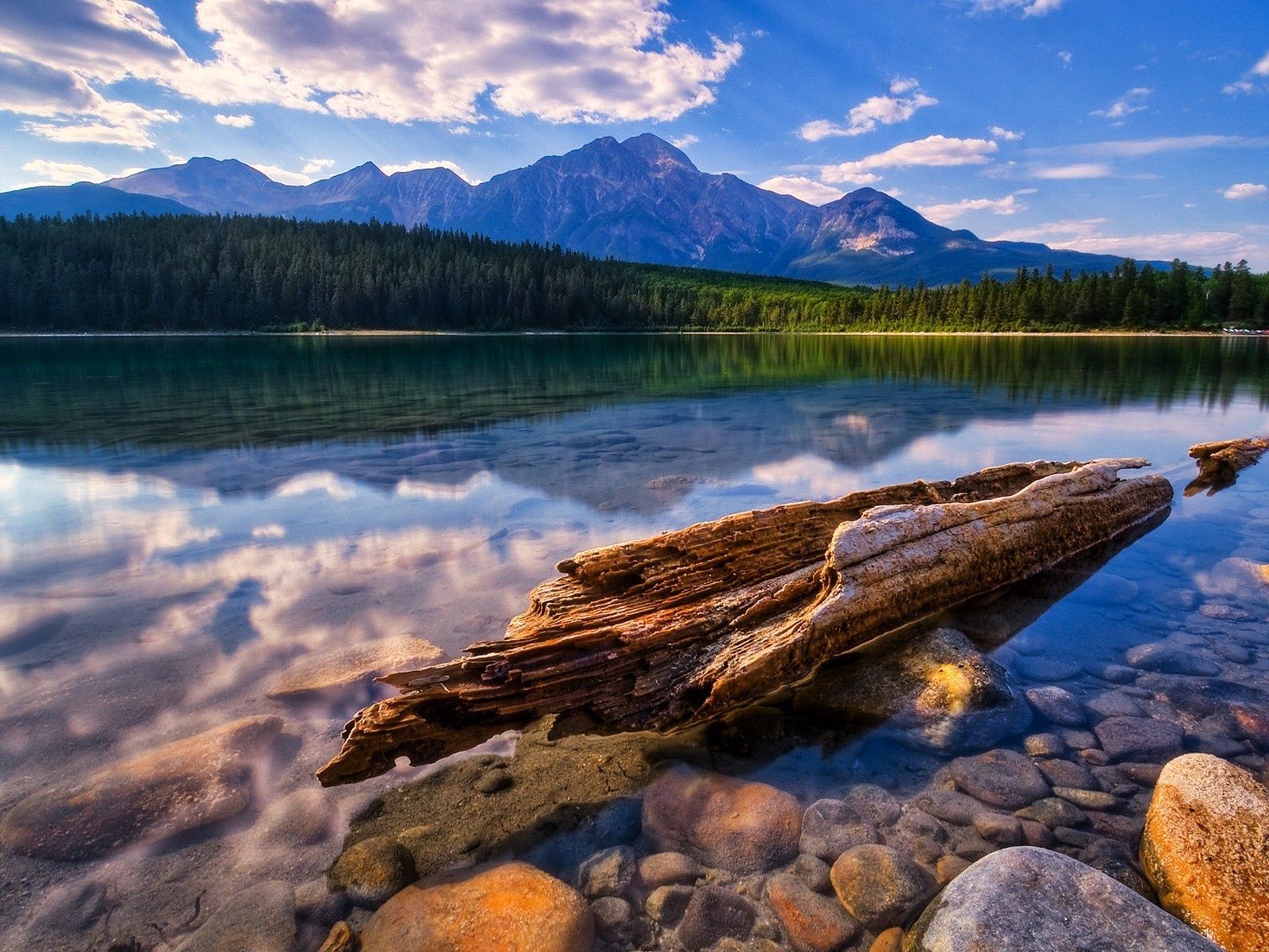 nature, lake, reflection, wood, tree, water surface, wreckage, detritus, trunk