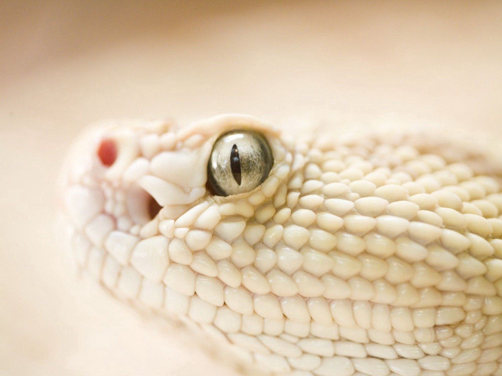 Download mobile wallpaper Head, Snake, Animals, Eyes, Skin, Leather for free.