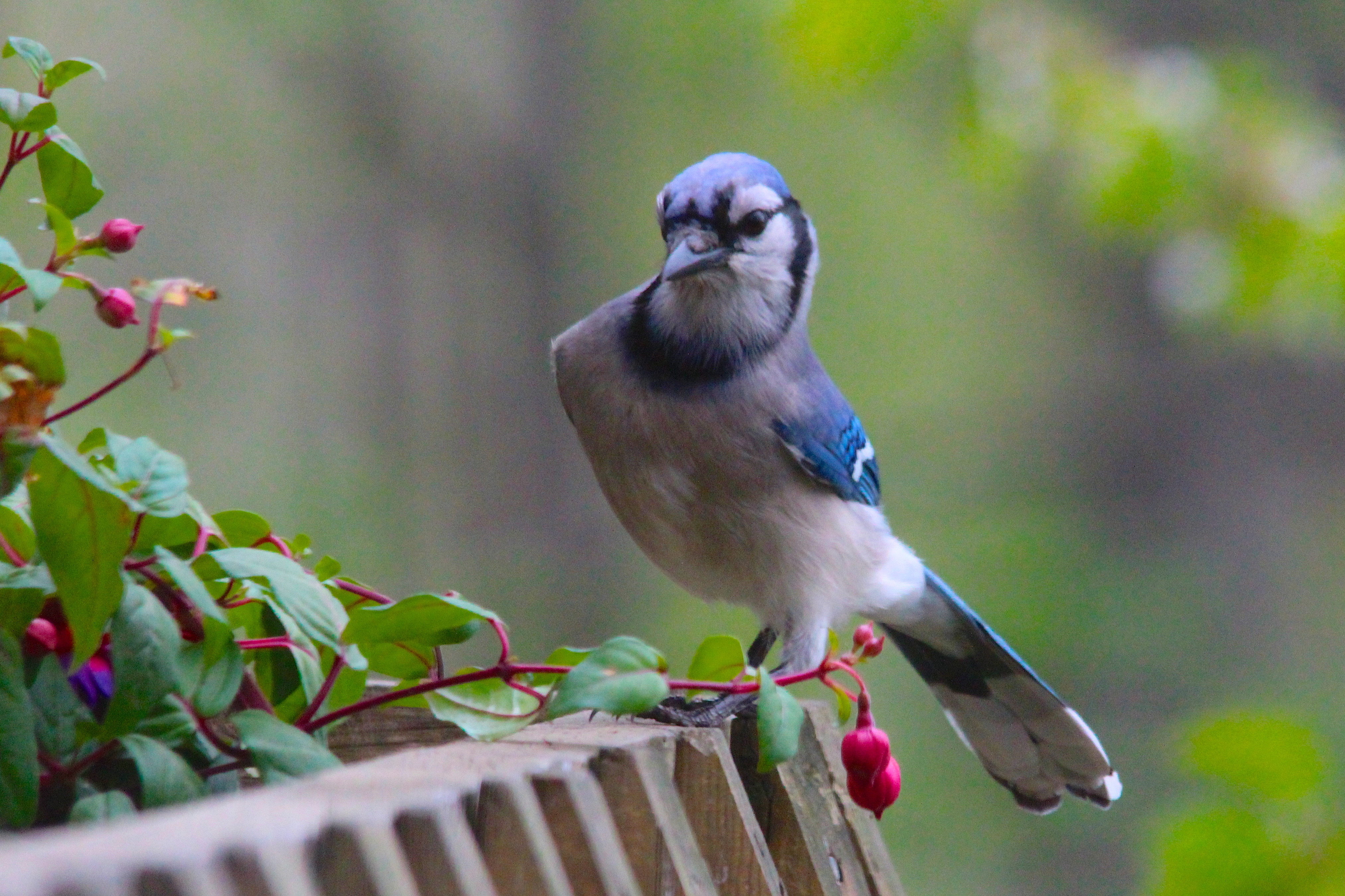 Free download wallpaper Birds, Animal, Blue Jay on your PC desktop