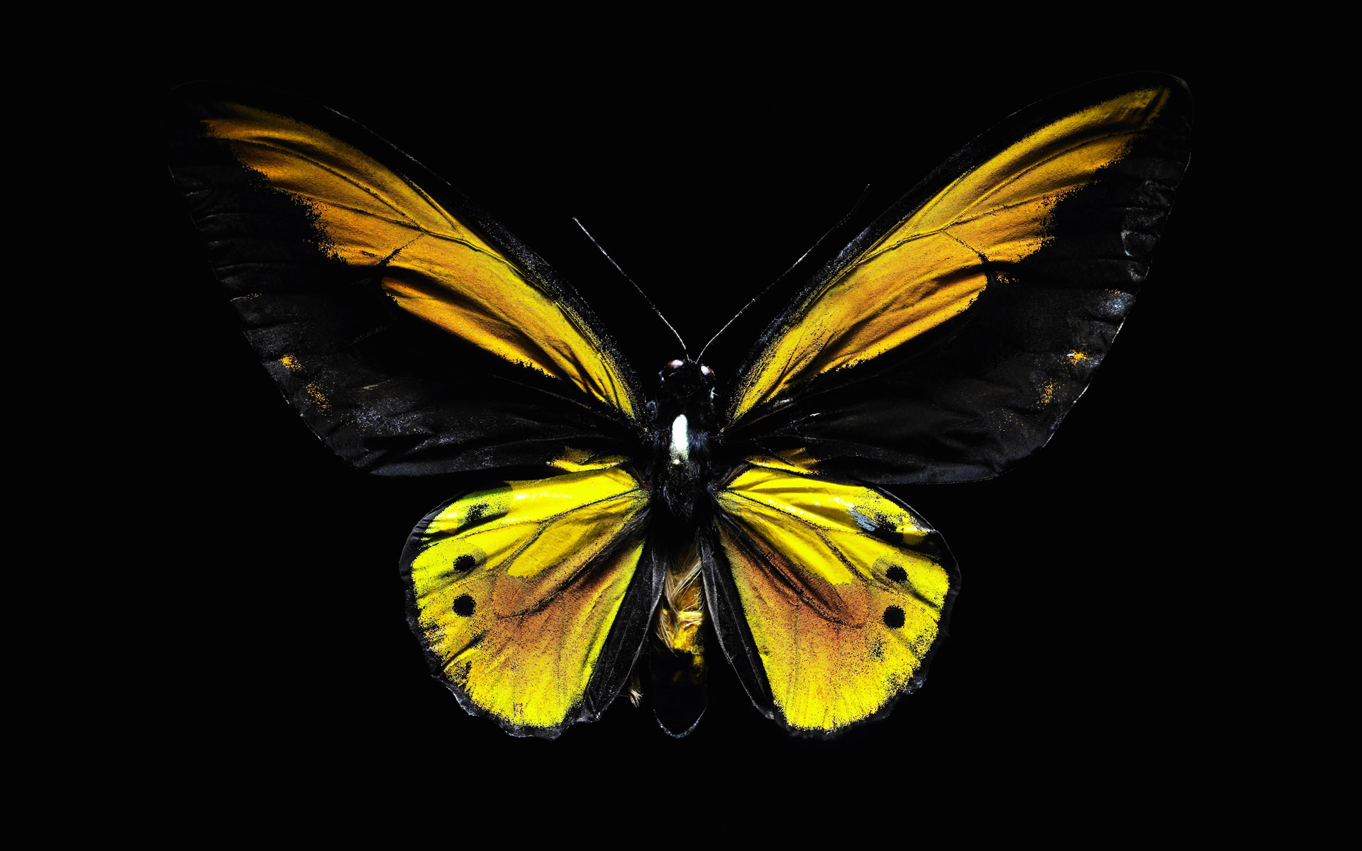 Скачати мобільні шпалери Метелик, Тварина безкоштовно.
