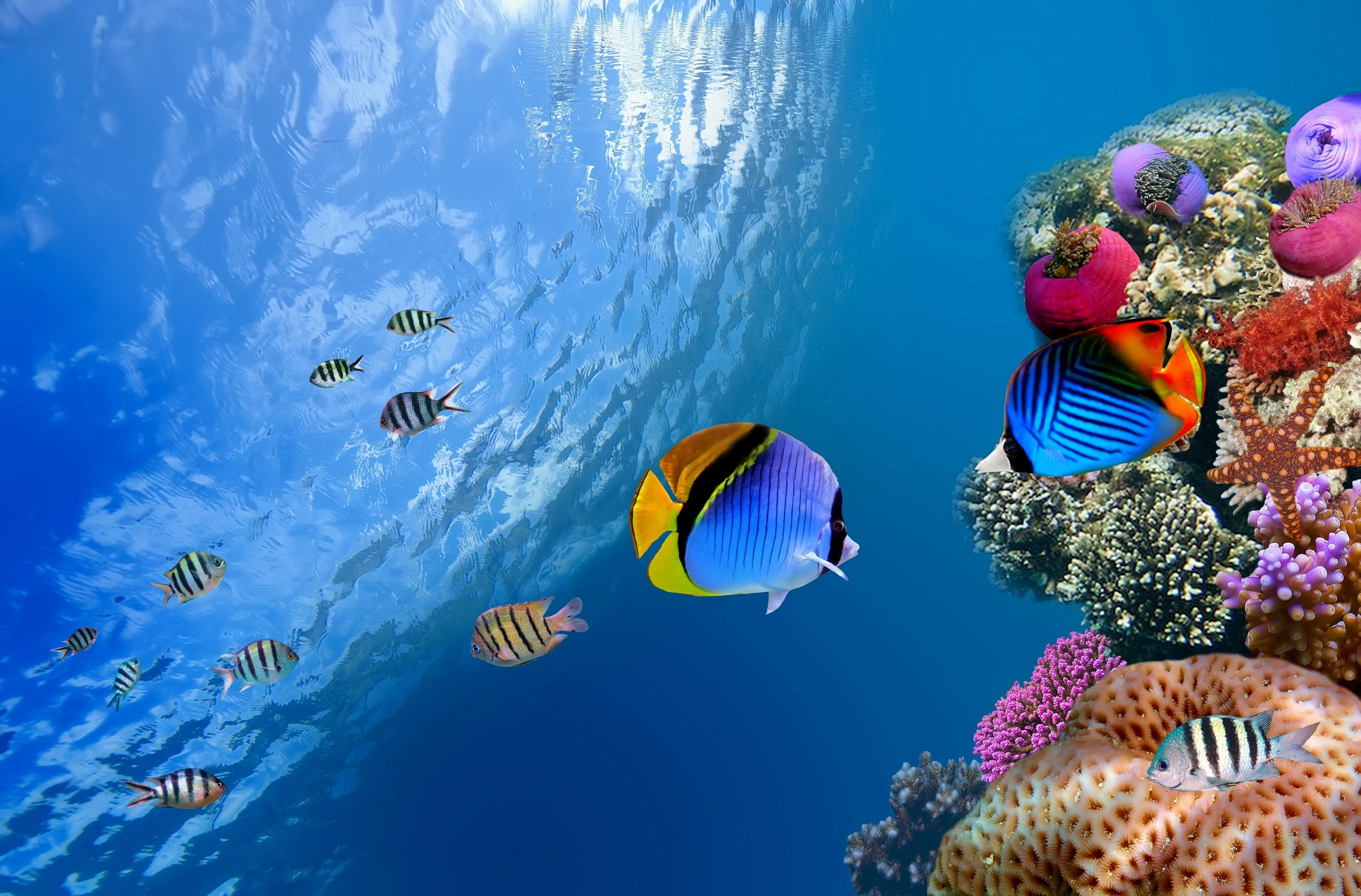 coral, butterflyfish, fishes, animal, fish