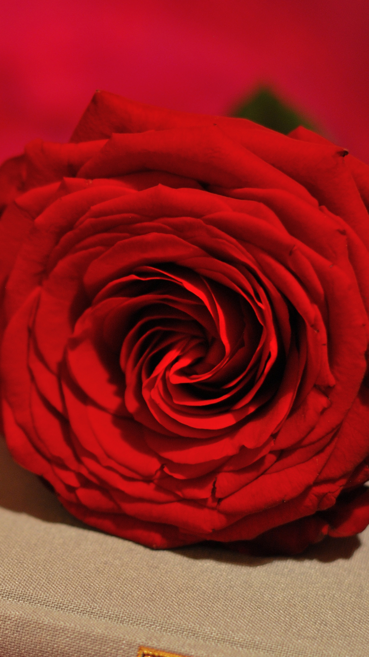 Download mobile wallpaper Still Life, Flower, Rose, Photography, Red Rose, Red Flower for free.