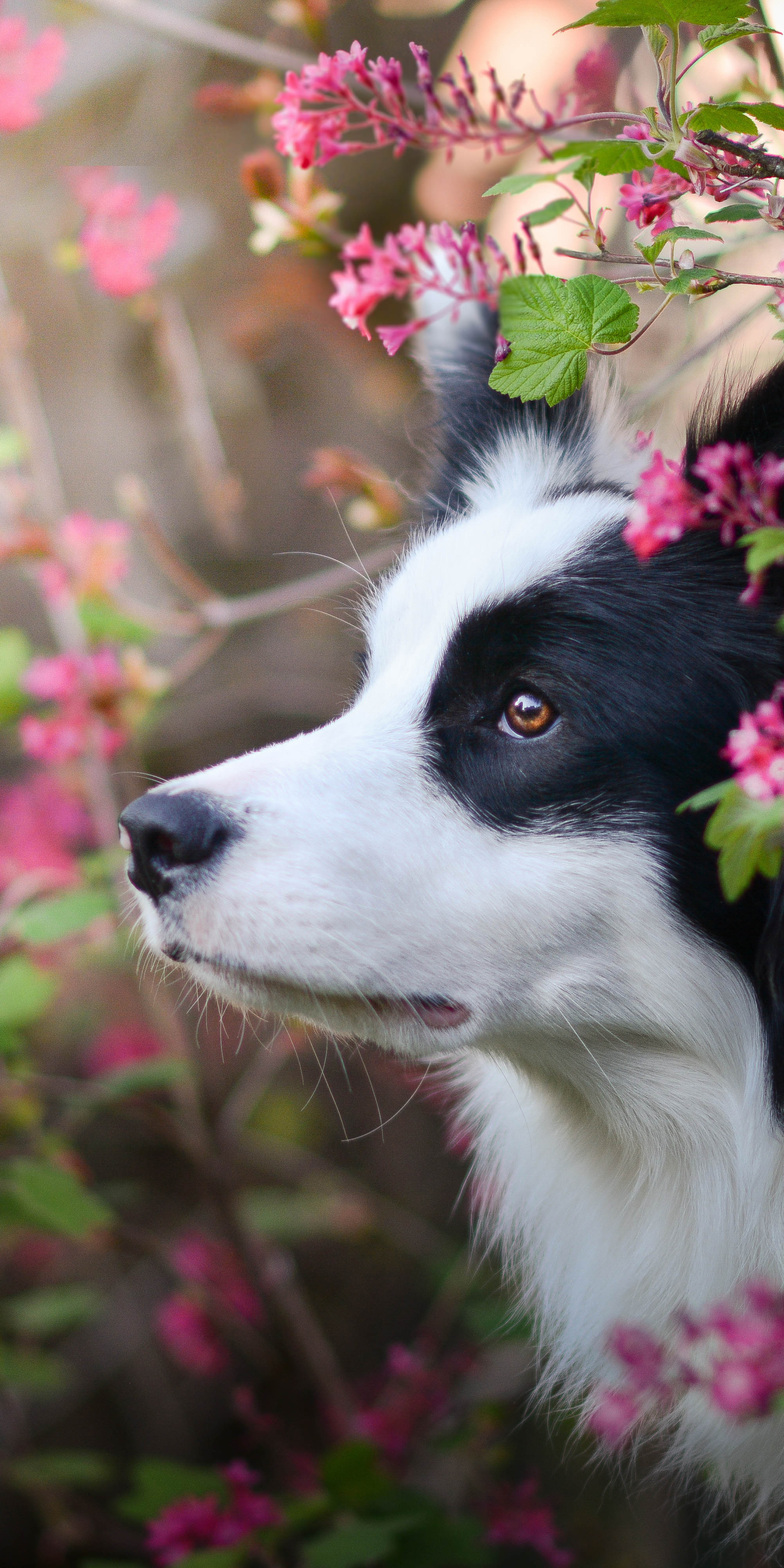 Baixar papel de parede para celular de Animais, Cães, Cão, Bonitinho, Fofo, Border Collie gratuito.