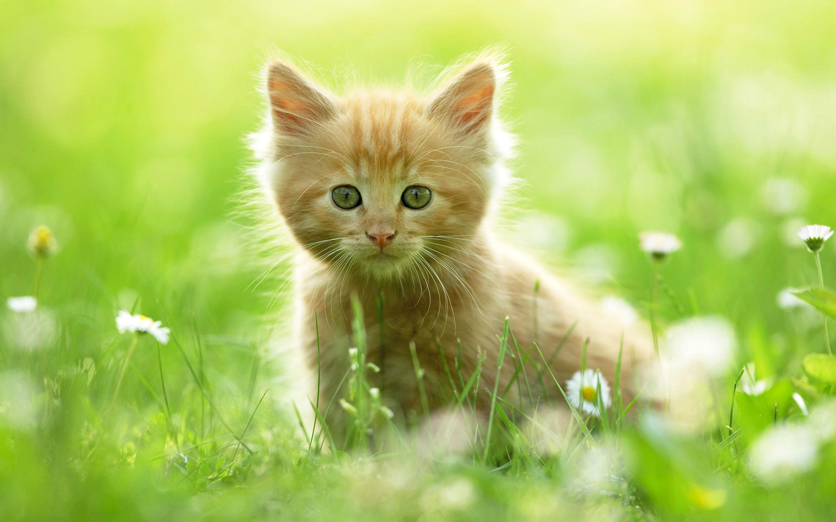 Download mobile wallpaper Cat, Cats, Animal for free.