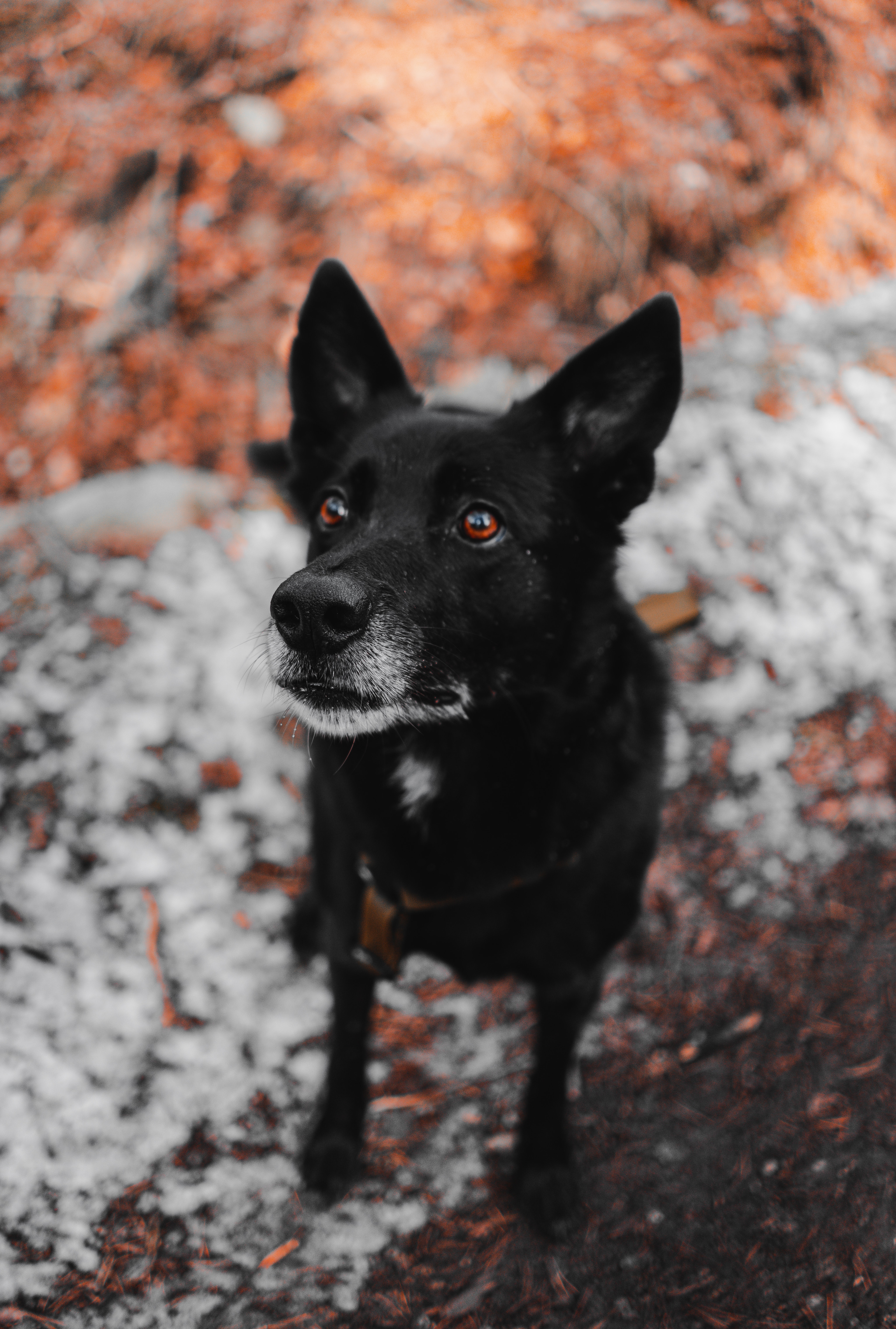 Handy-Wallpaper Hund, Schnauze, Das Schwarze, Haustier, Meinung, Sicht, Tiere kostenlos herunterladen.