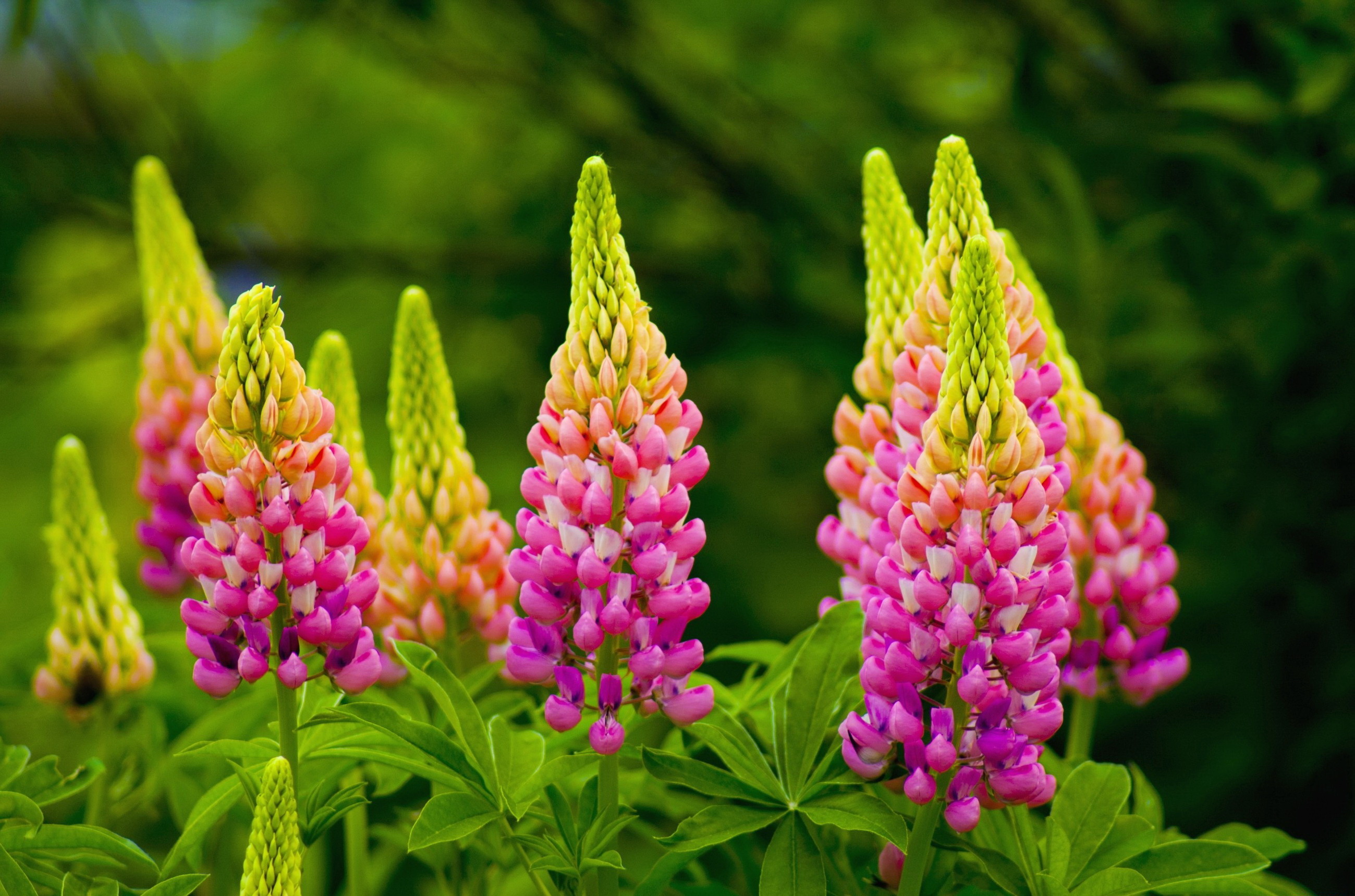 Download mobile wallpaper Flower, Close Up, Earth, Lupine, Pink Flower for free.