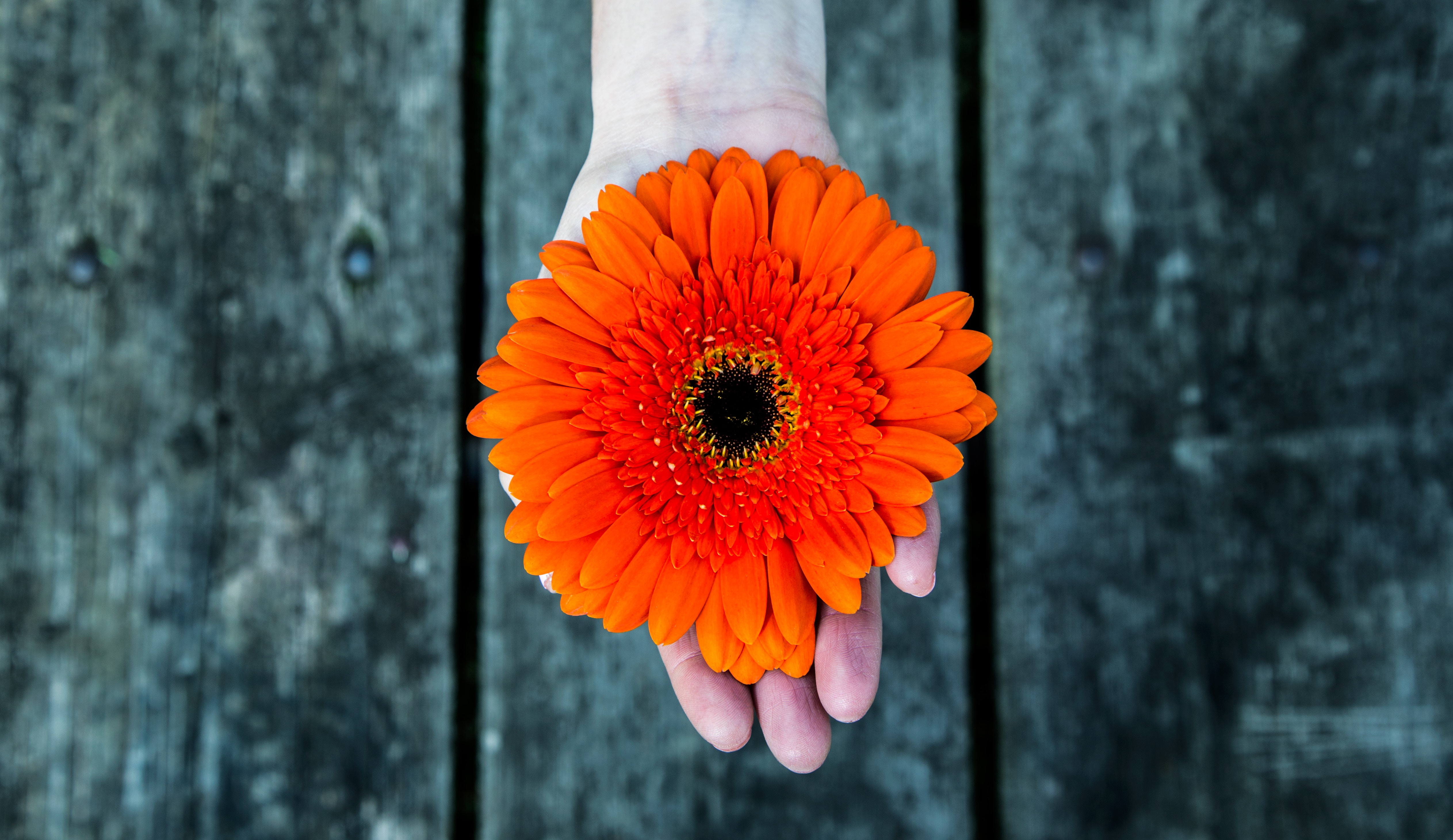 Laden Sie das Gerbera, Hand, Blume, Blumen-Bild kostenlos auf Ihren PC-Desktop herunter