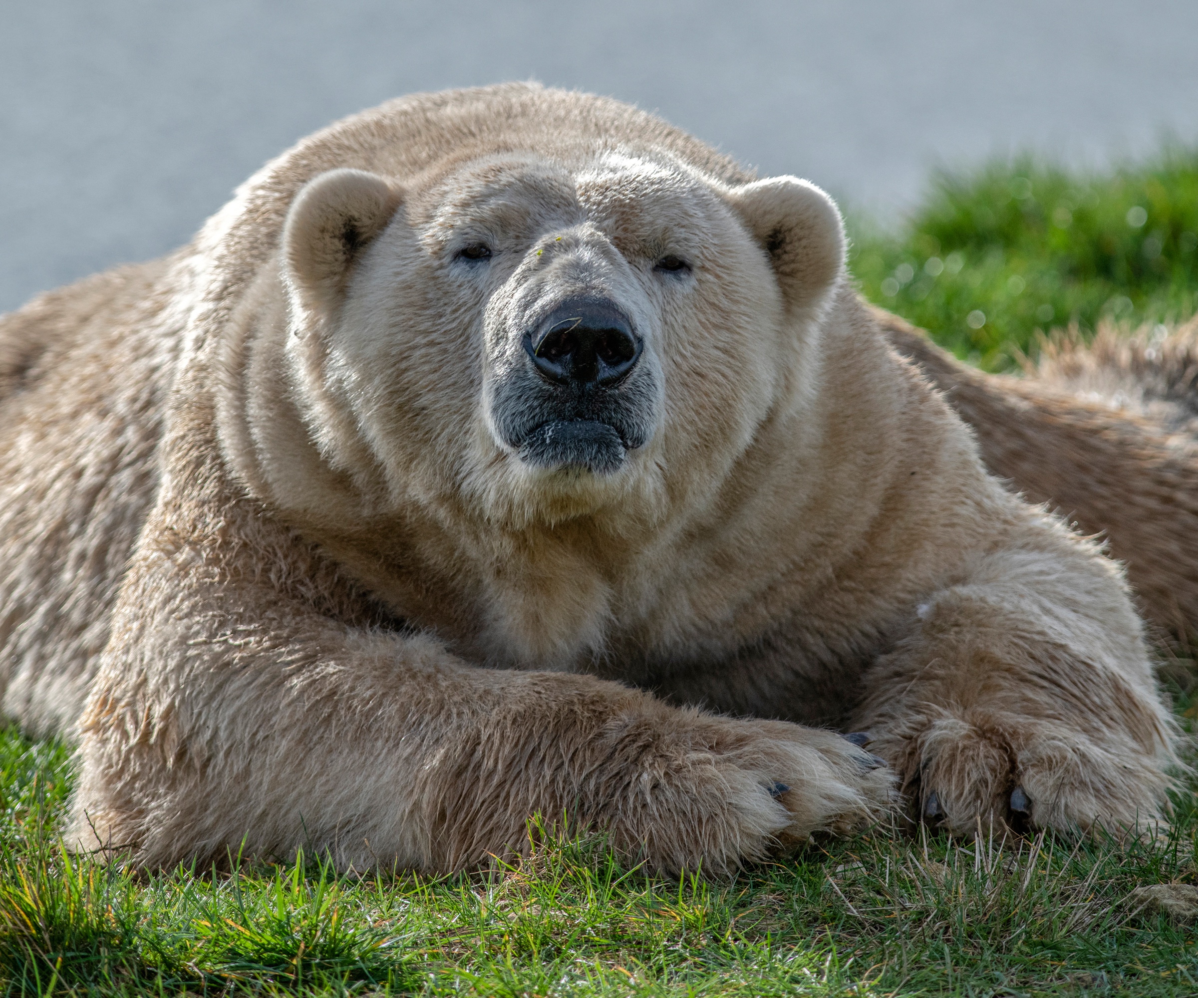 Handy-Wallpaper Tiere, Bären, Eisbär kostenlos herunterladen.