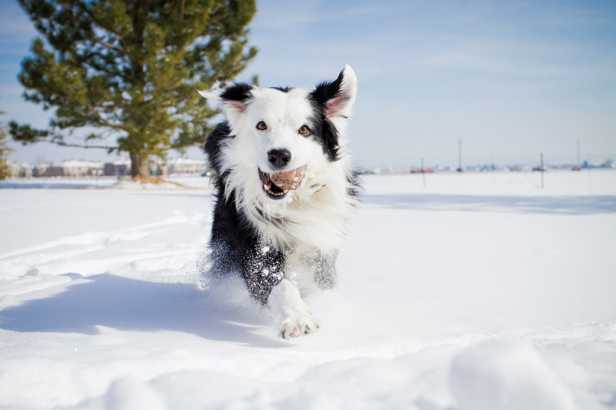 PCデスクトップに動物, 冬, 雪, 犬, ボーダーコリー画像を無料でダウンロード