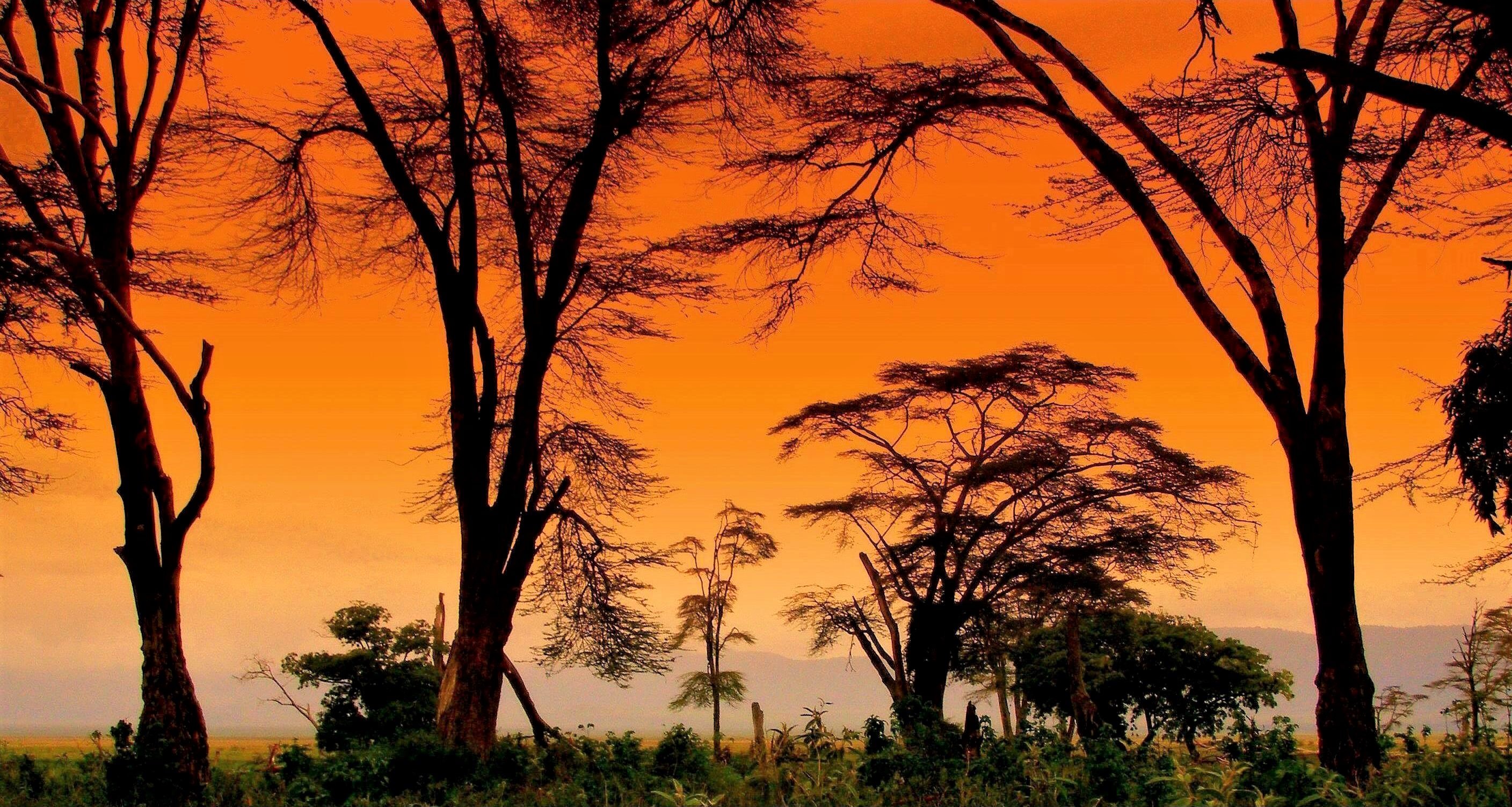 Скачать обои бесплатно Силуэт, Дерево, Земля, Африка, Земля/природа, Закат Солнца картинка на рабочий стол ПК