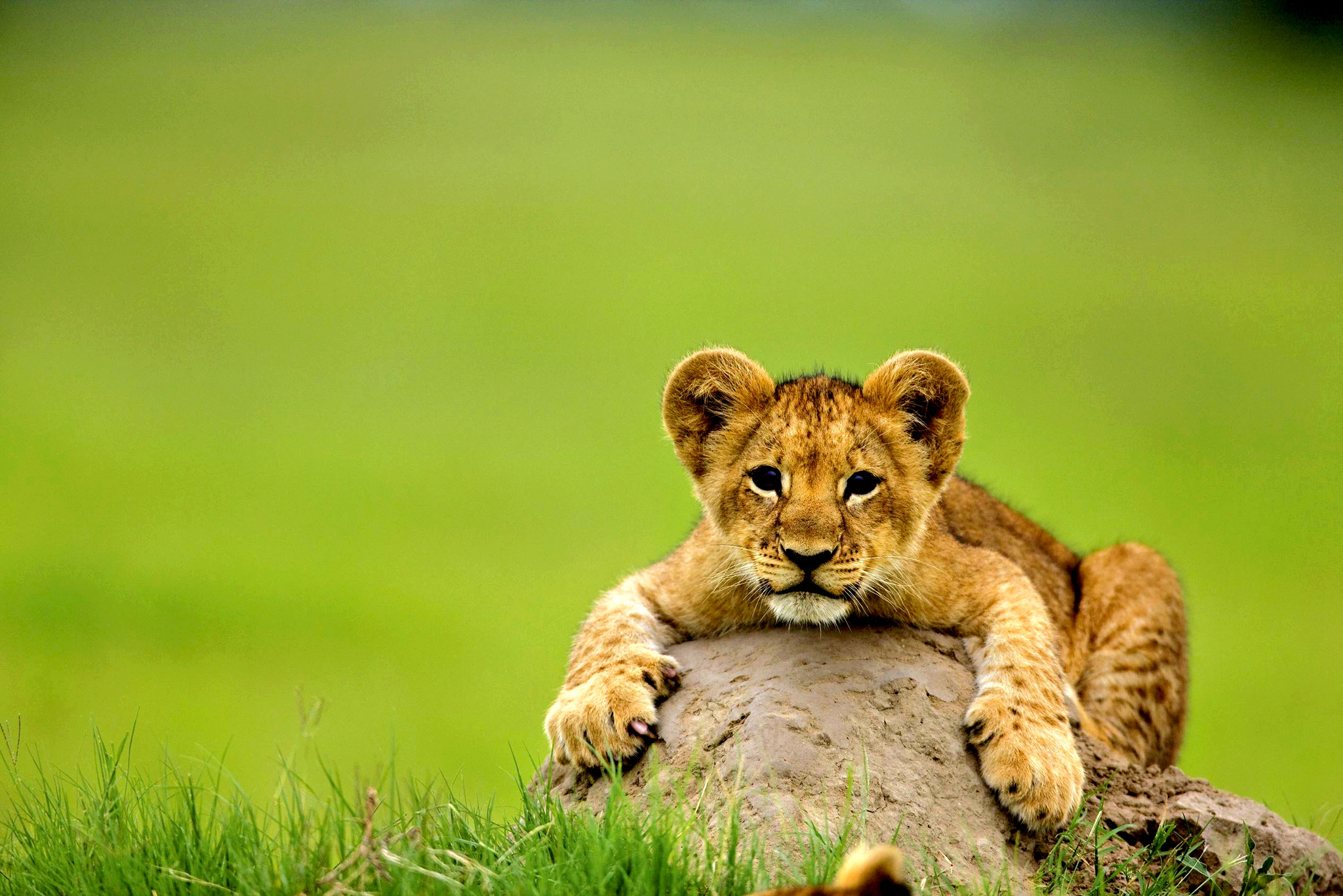 Téléchargez des papiers peints mobile Animaux, Chats, Lion, Bokeh, Bébé Animal gratuitement.