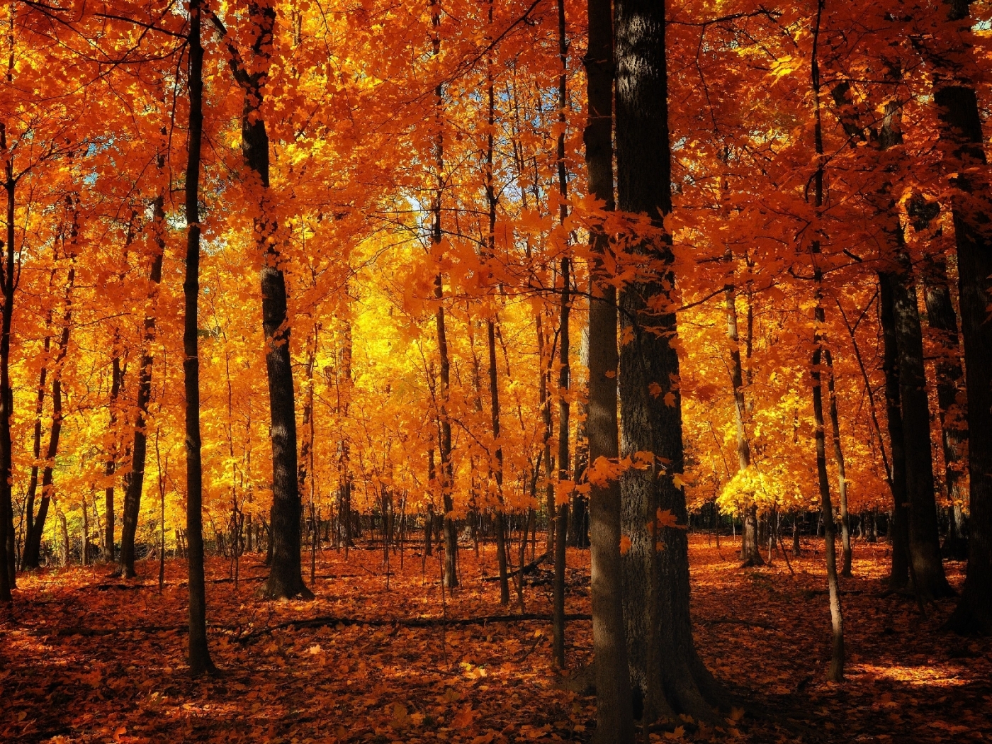 41074 завантажити шпалери осінь, пейзаж, дерева, помаранчевий - заставки і картинки безкоштовно