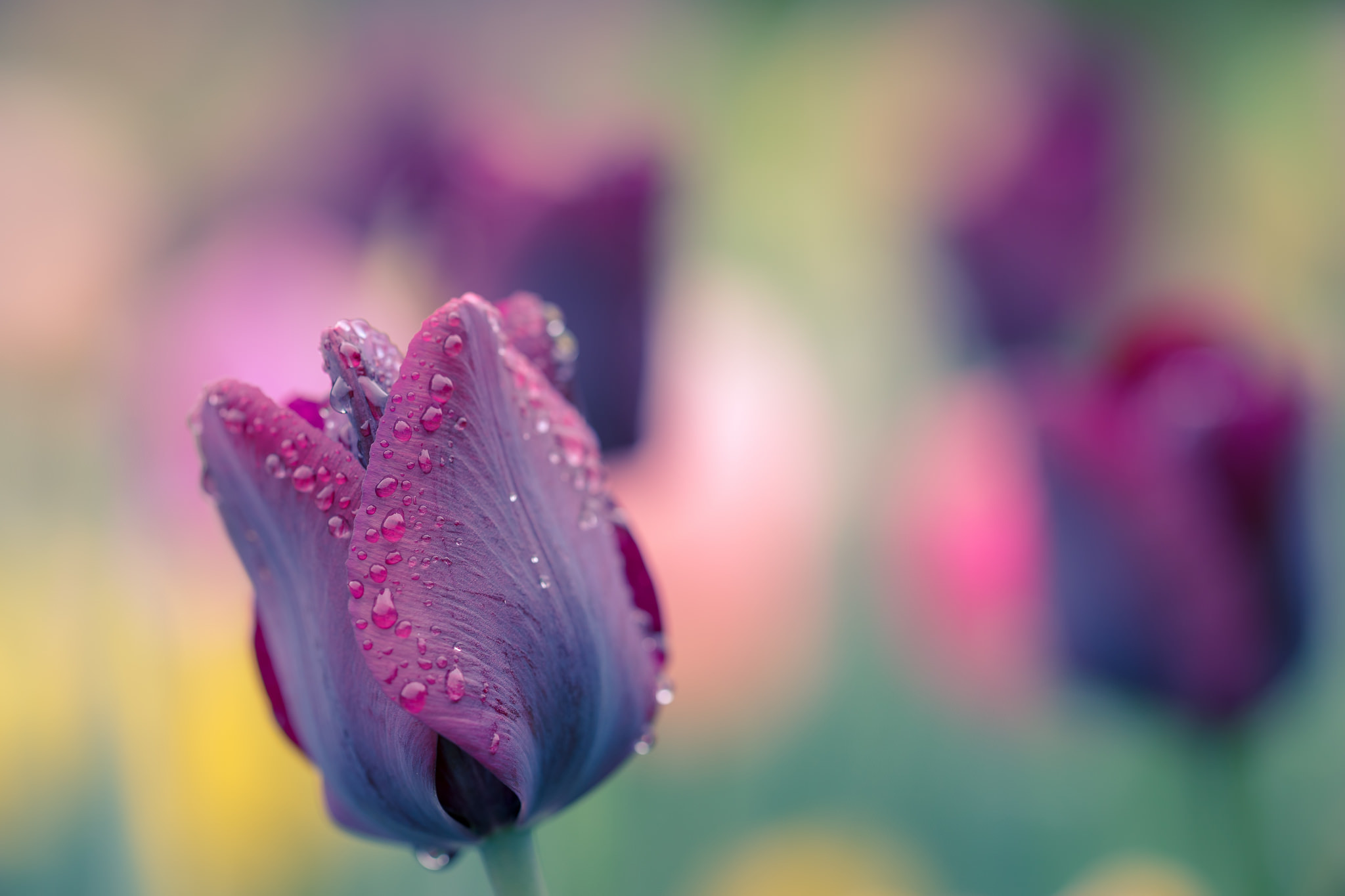 Téléchargez gratuitement l'image Fleurs, Fleur, Se Brouiller, Tulipe, Fleur Mauve, La Nature, Terre/nature, Goutte D'eau sur le bureau de votre PC