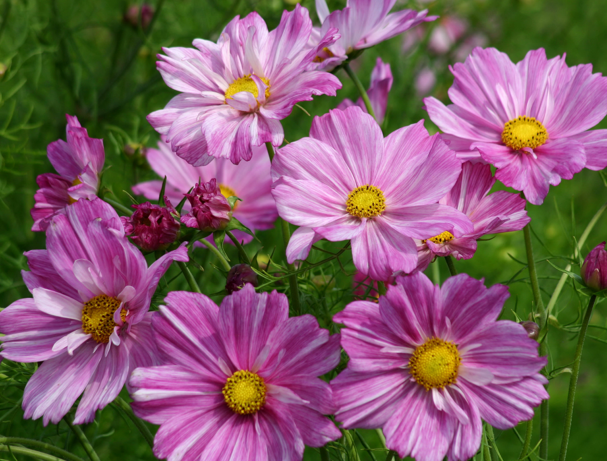 Laden Sie das Blumen, Blume, Lila Blume, Erde/natur, Kosmeen-Bild kostenlos auf Ihren PC-Desktop herunter