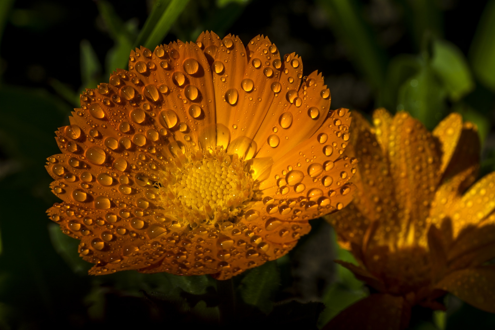 Free download wallpaper Nature, Flowers, Flower, Close Up, Earth, Yellow Flower, Water Drop on your PC desktop