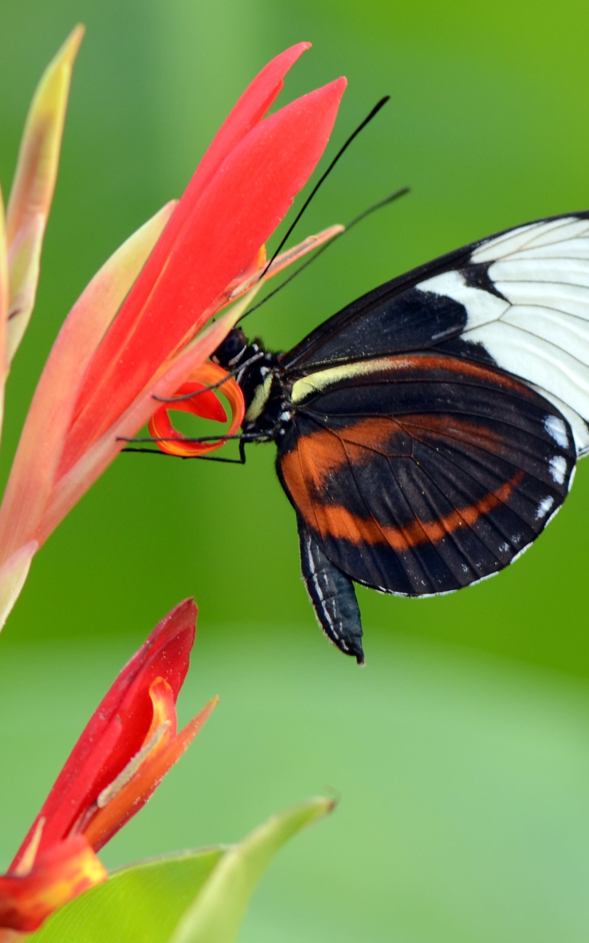 Descarga gratuita de fondo de pantalla para móvil de Animales, Mariposa.