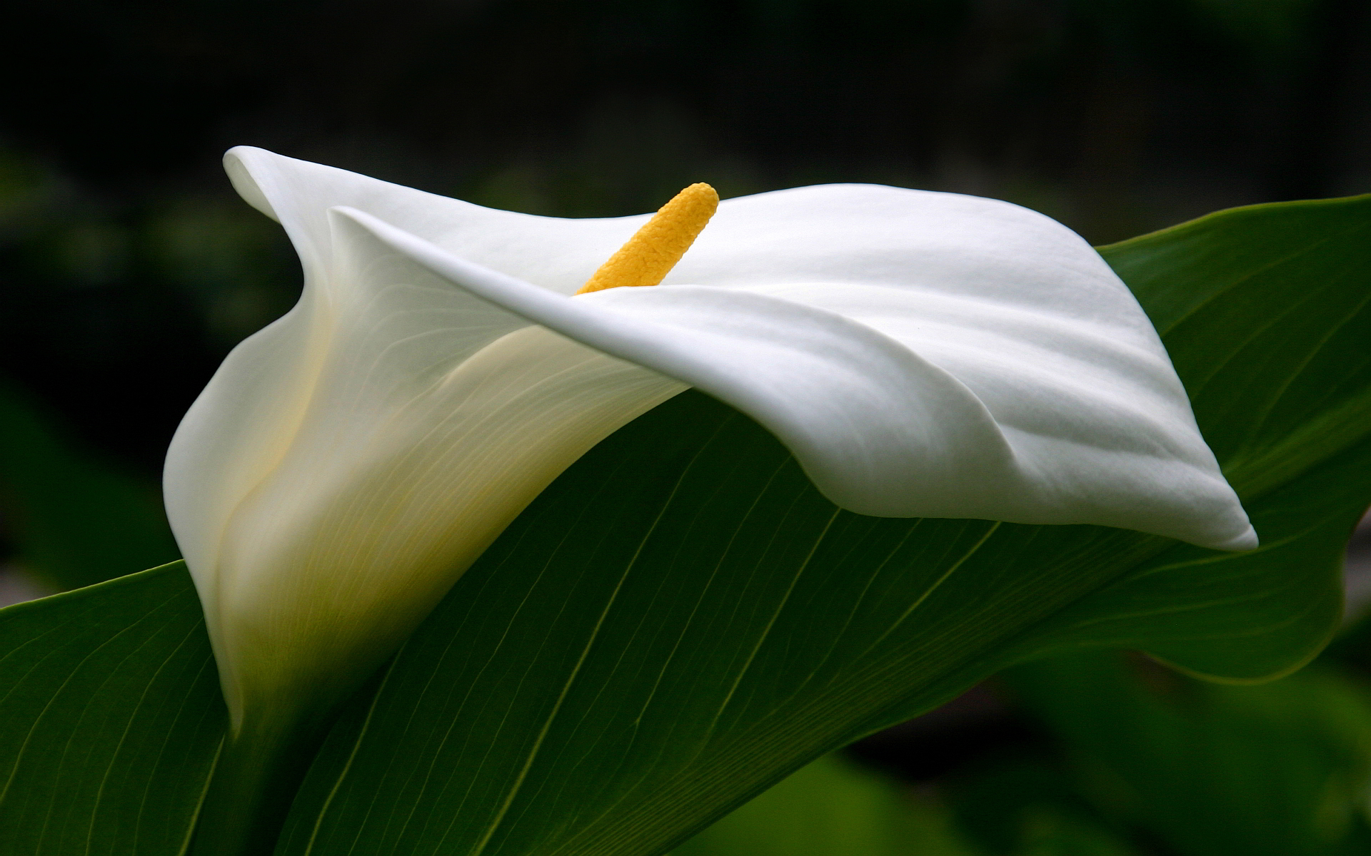 Download mobile wallpaper Flower, Close Up, Leaf, Earth, Lily, Calla Lily for free.