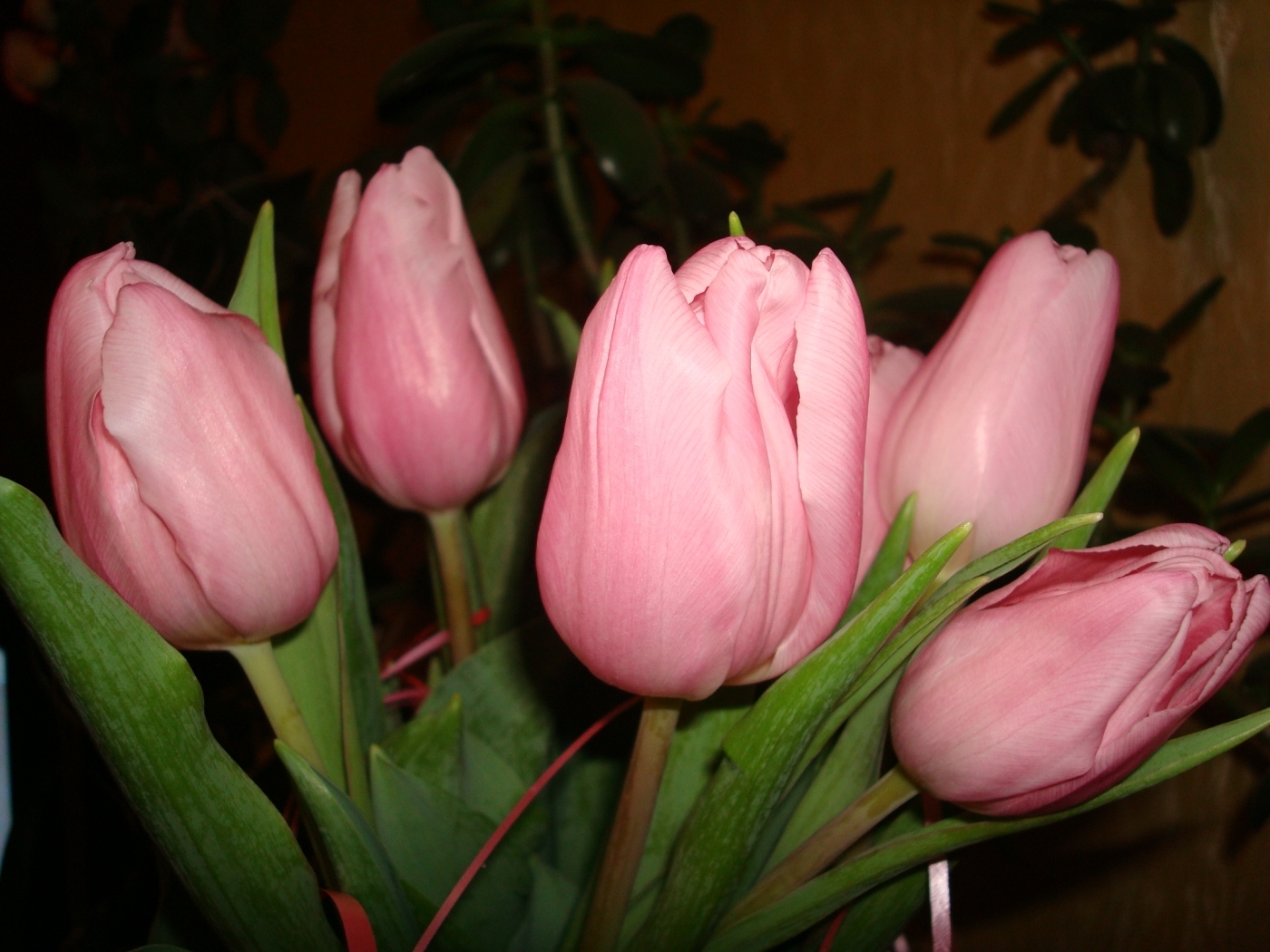 Descarga gratis la imagen Flores, Plantas, Tulipanes en el escritorio de tu PC