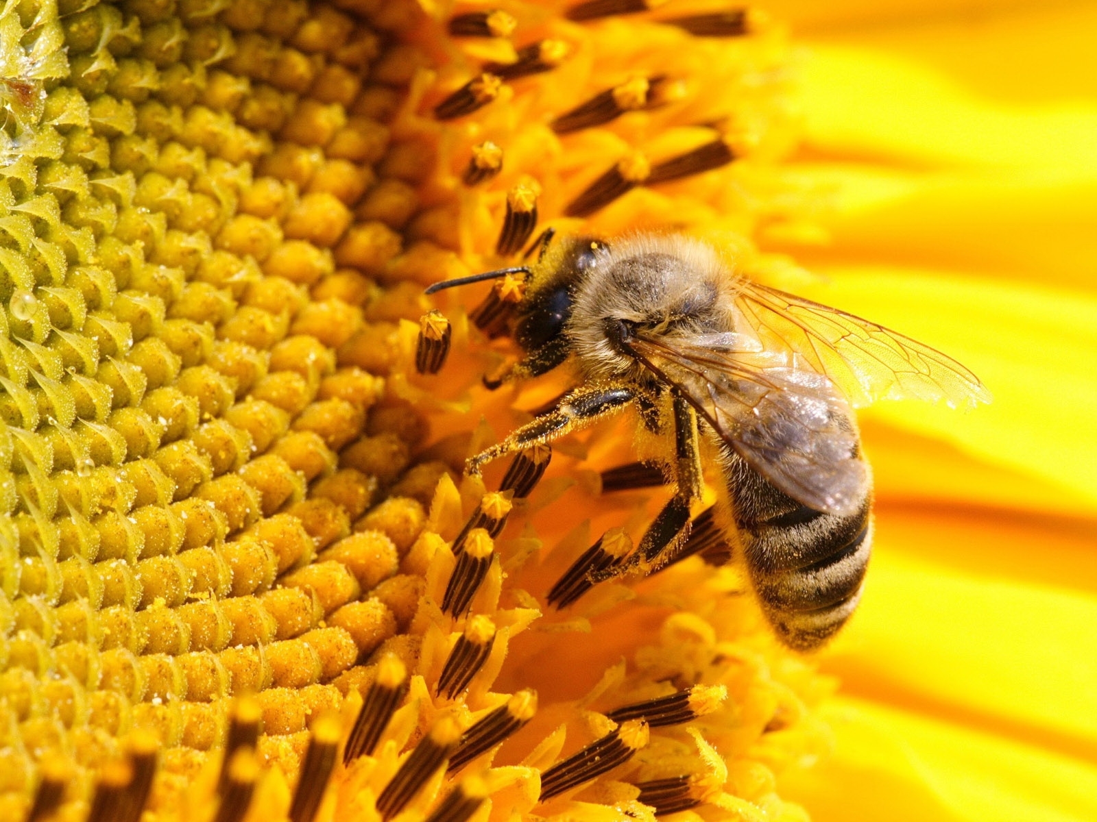 Популярные заставки и фоны Пчелы на компьютер