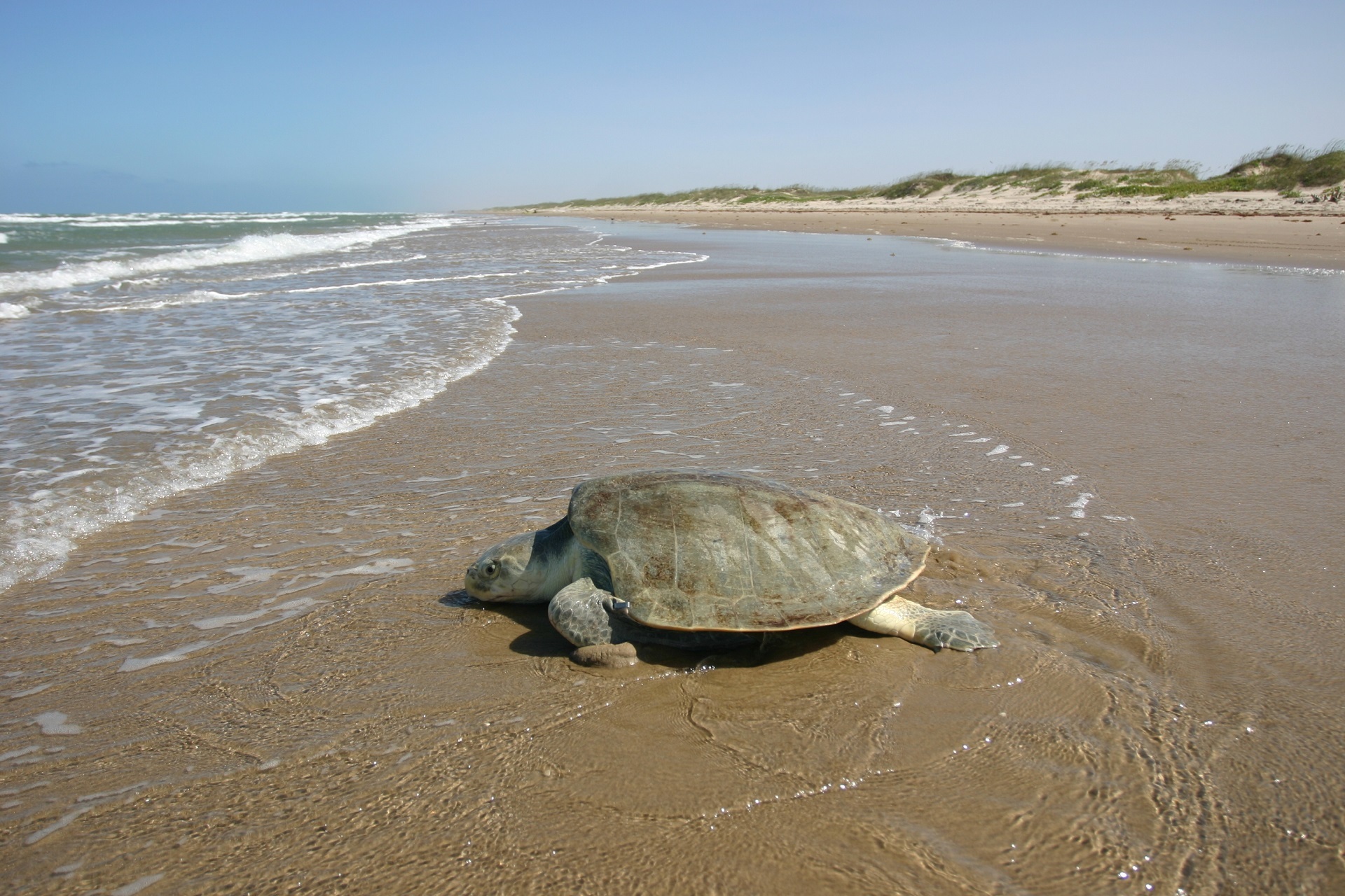 382789 завантажити картинку берег, пісок, природа, море, тварина, морська черепаха, пляжний, океан, черепахи - шпалери і заставки безкоштовно