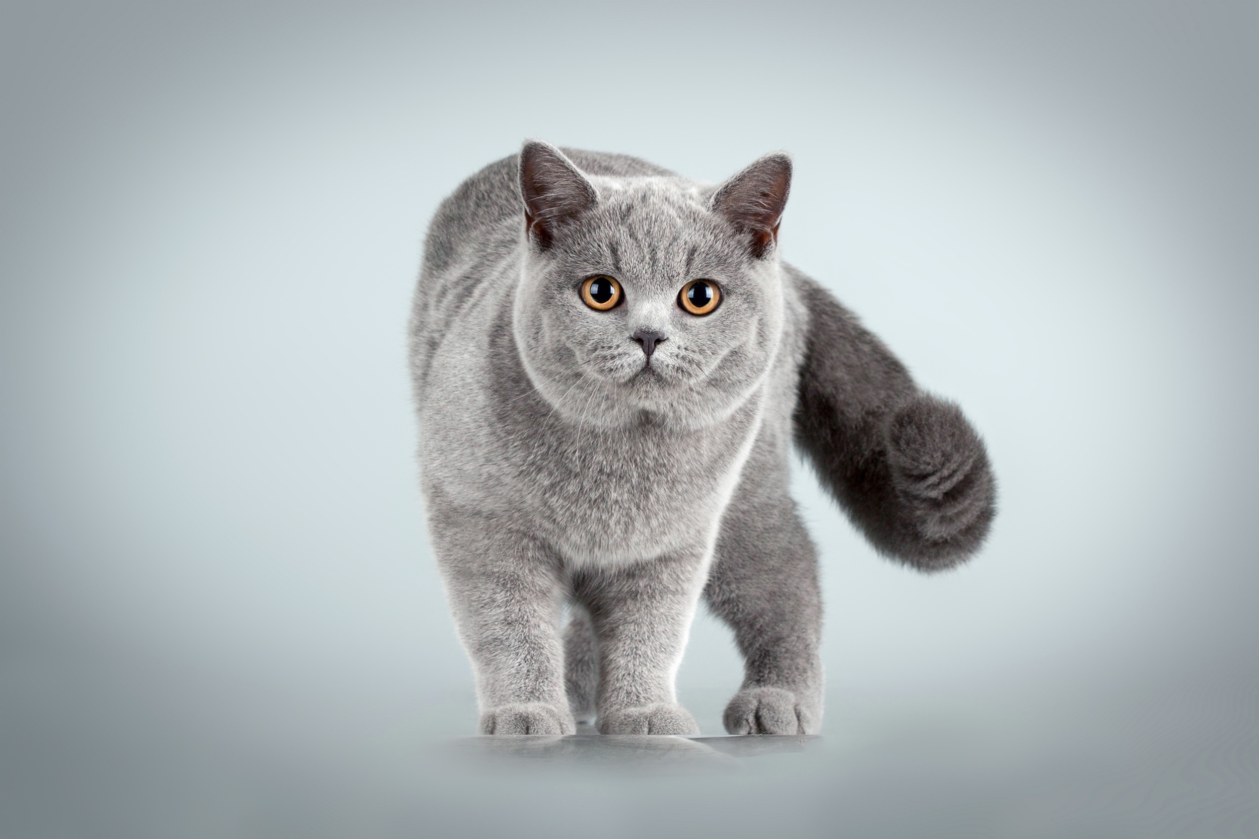 Free download wallpaper Cat, Cats, Animal on your PC desktop