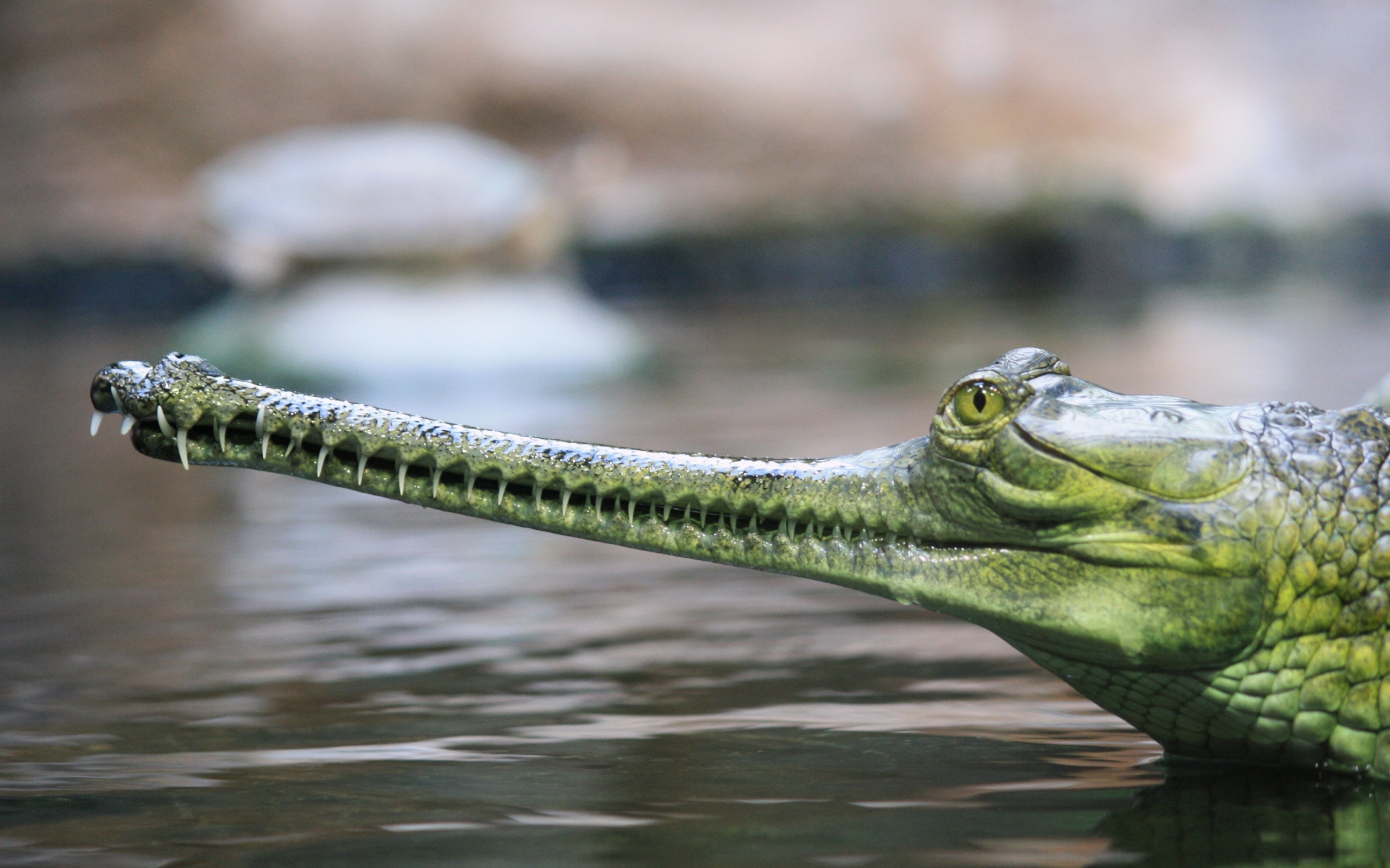 Melhores papéis de parede de Gavial para tela do telefone