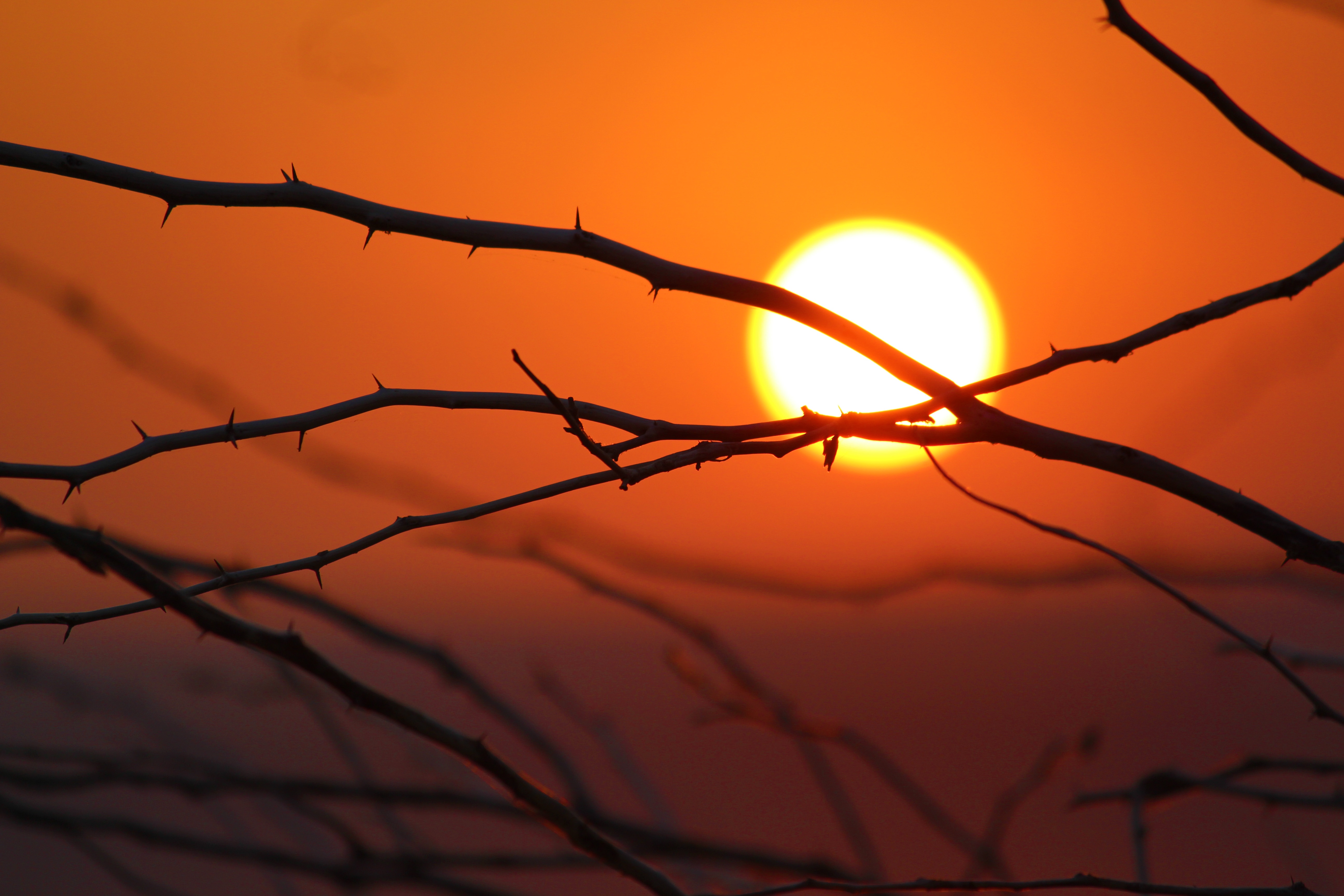 Free download wallpaper Branches, Sun, Morning, Bright, Nature, Dawn on your PC desktop