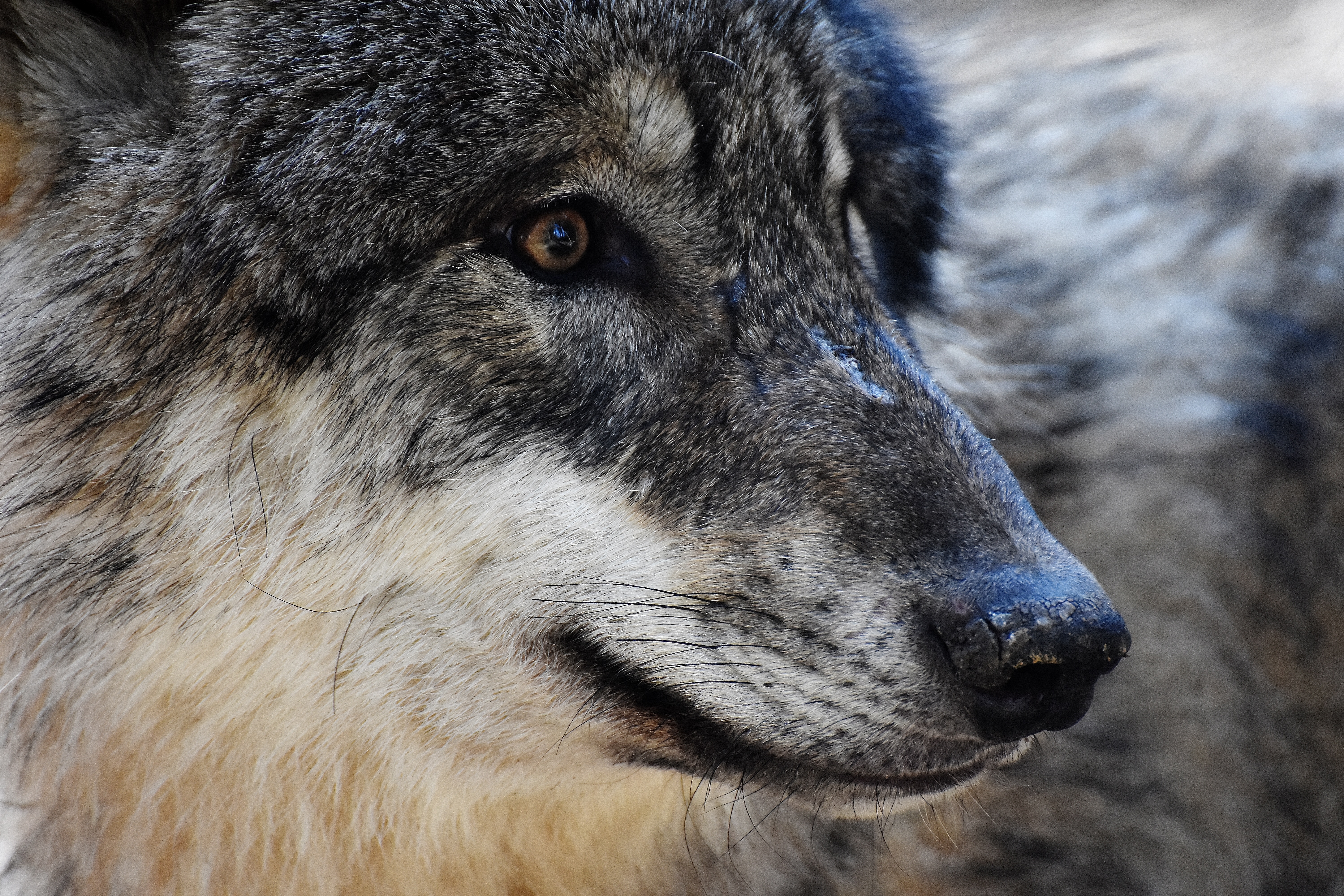 Download mobile wallpaper Predator, Muzzle, Animals, Eyes, Wolf for free.