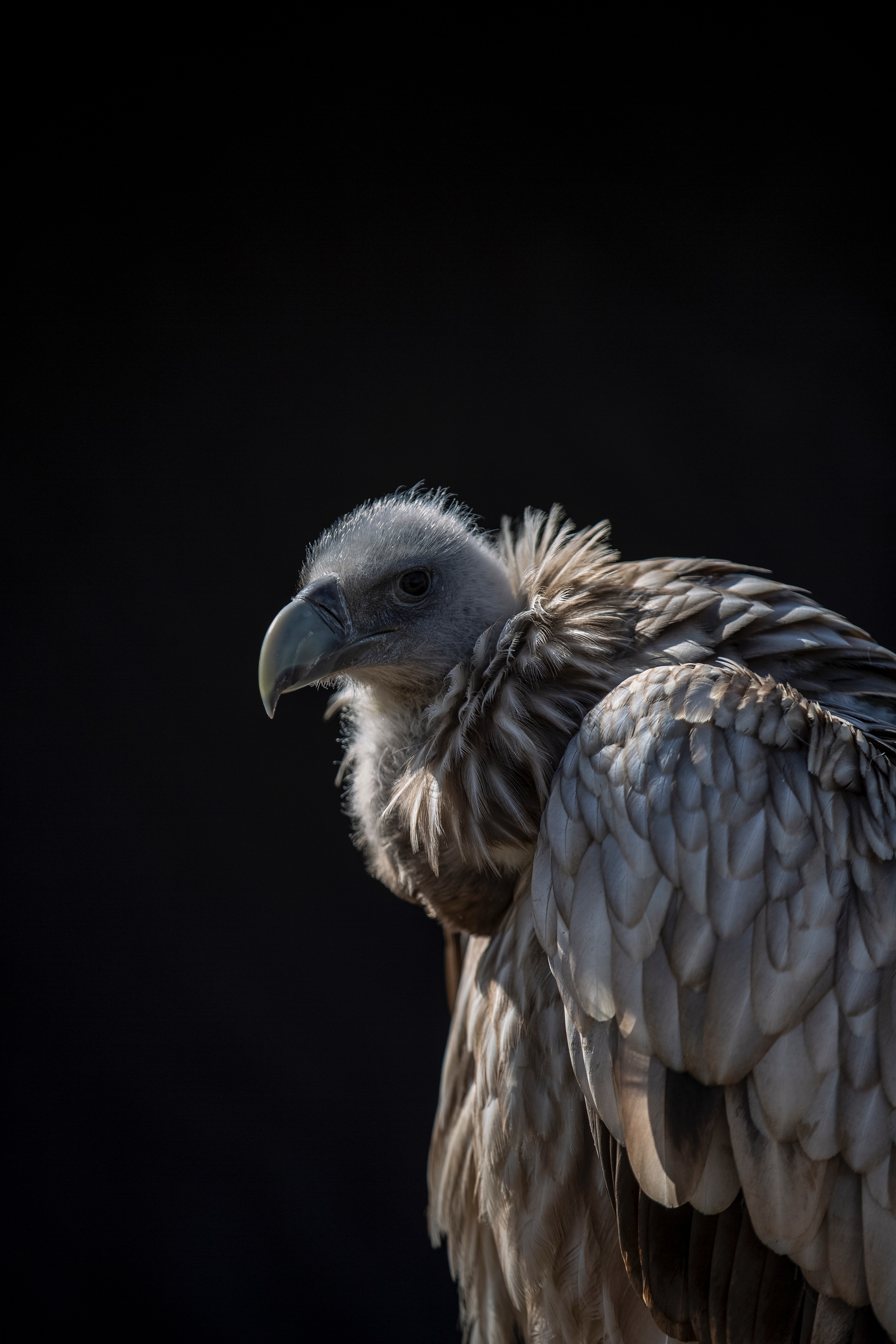 vulture, animals, bird, predator HD wallpaper