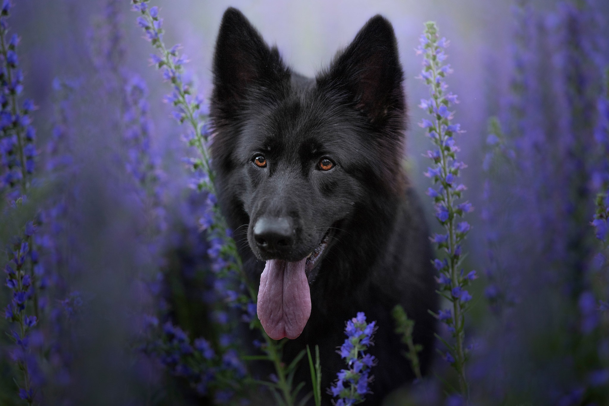 Free download wallpaper Dogs, Flower, Dog, Animal, German Shepherd on your PC desktop