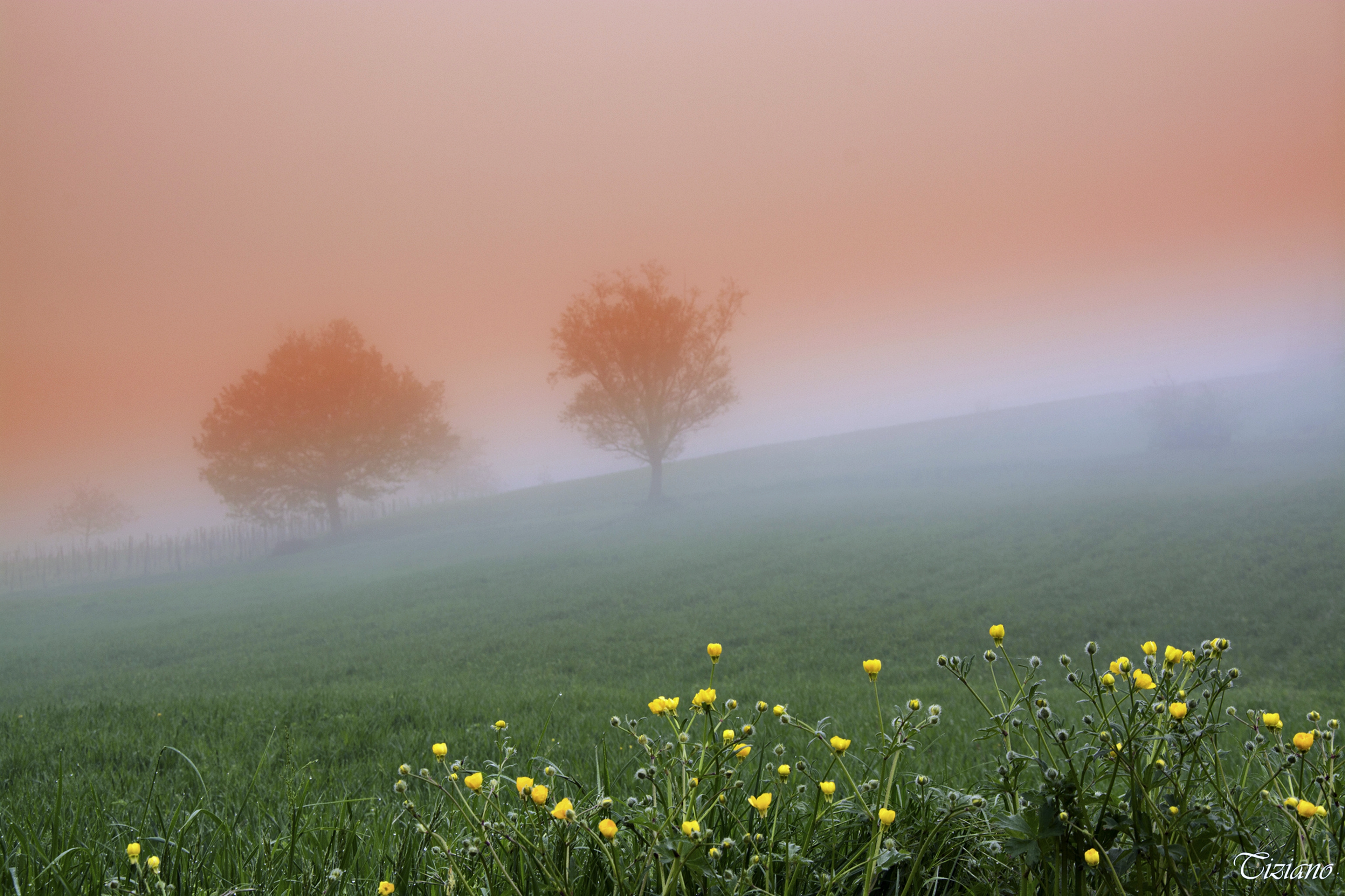 Laden Sie das Landschaft, Natur, Baum, Nebel, Frühling, Erde/natur-Bild kostenlos auf Ihren PC-Desktop herunter