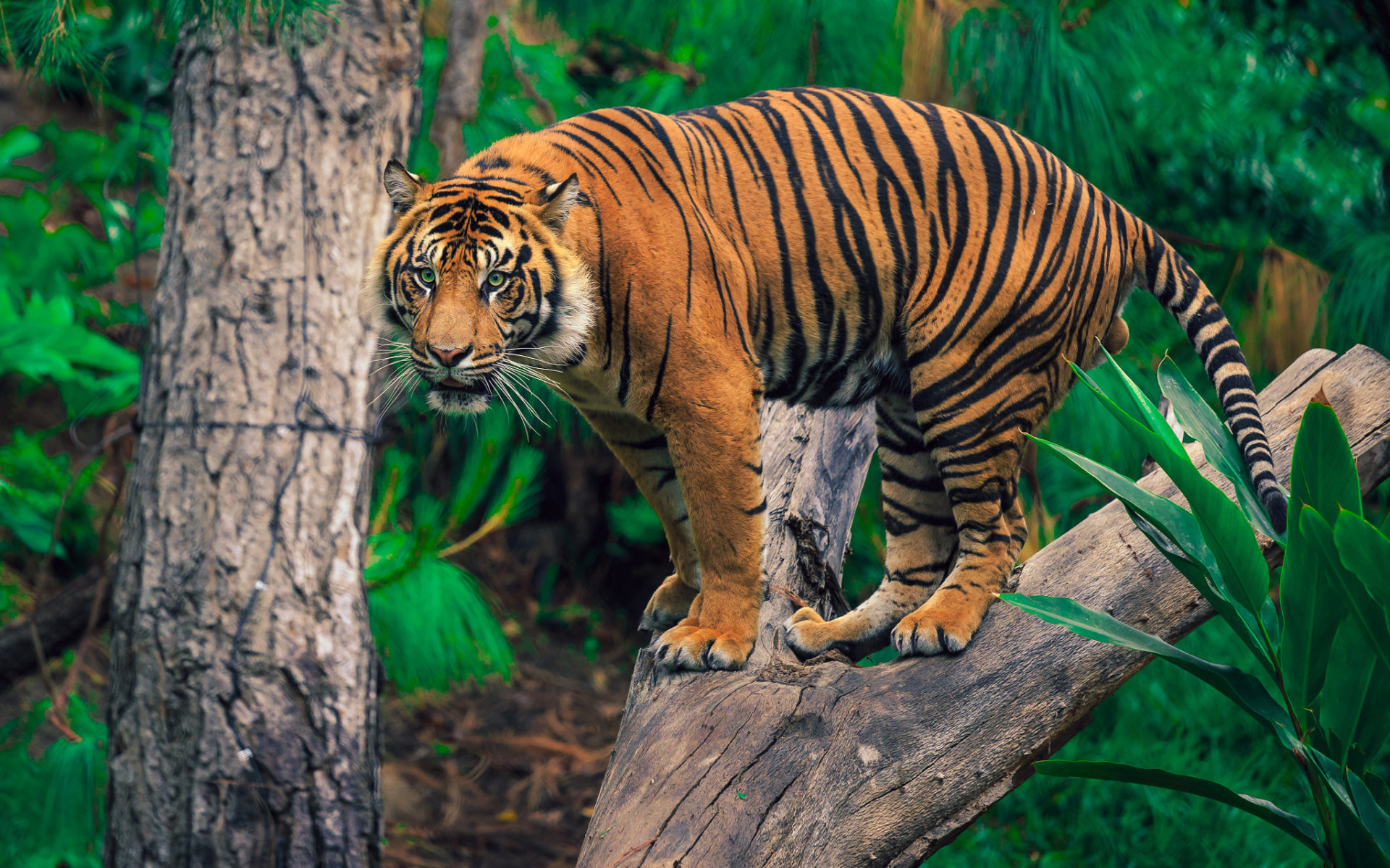 Laden Sie das Tiere, Katzen, Baum, Tiger-Bild kostenlos auf Ihren PC-Desktop herunter