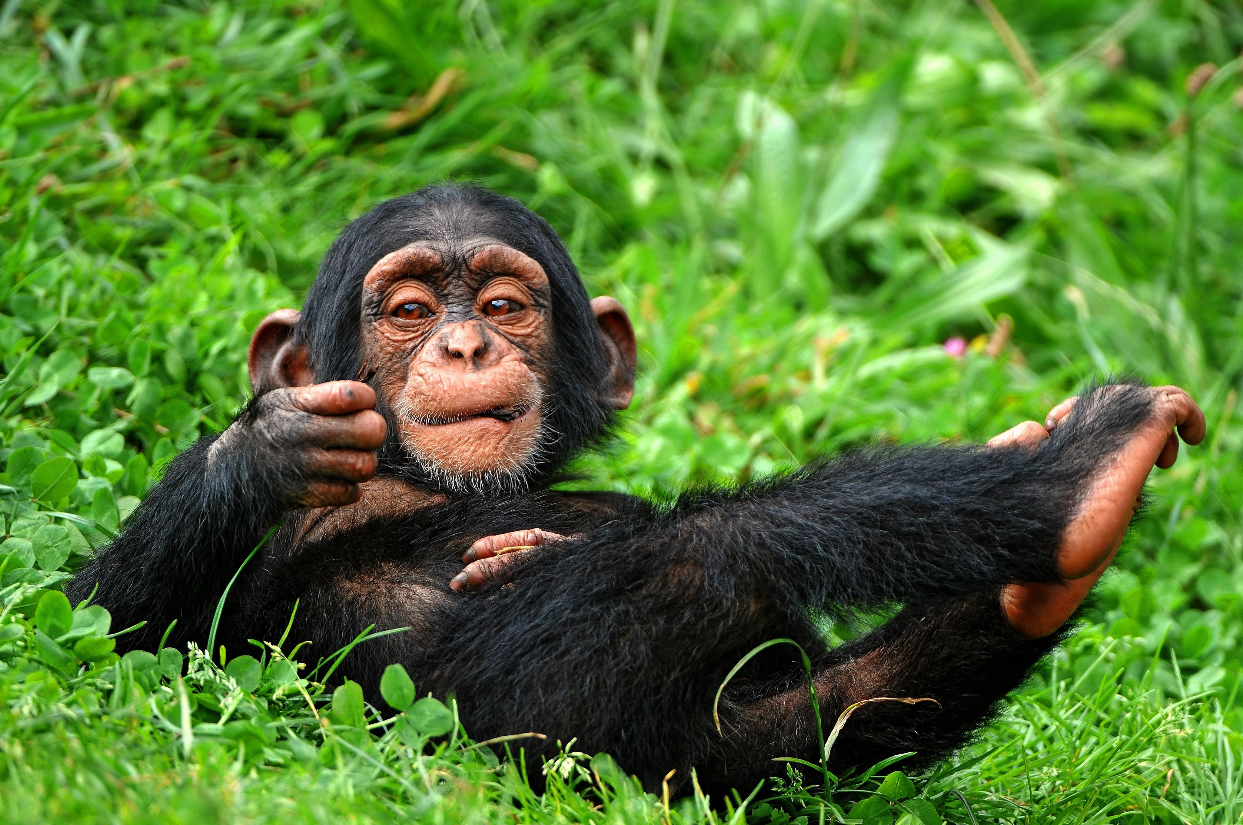Free download wallpaper Funny, Smile, Animal, Chimpanzee, Baby Animal on your PC desktop