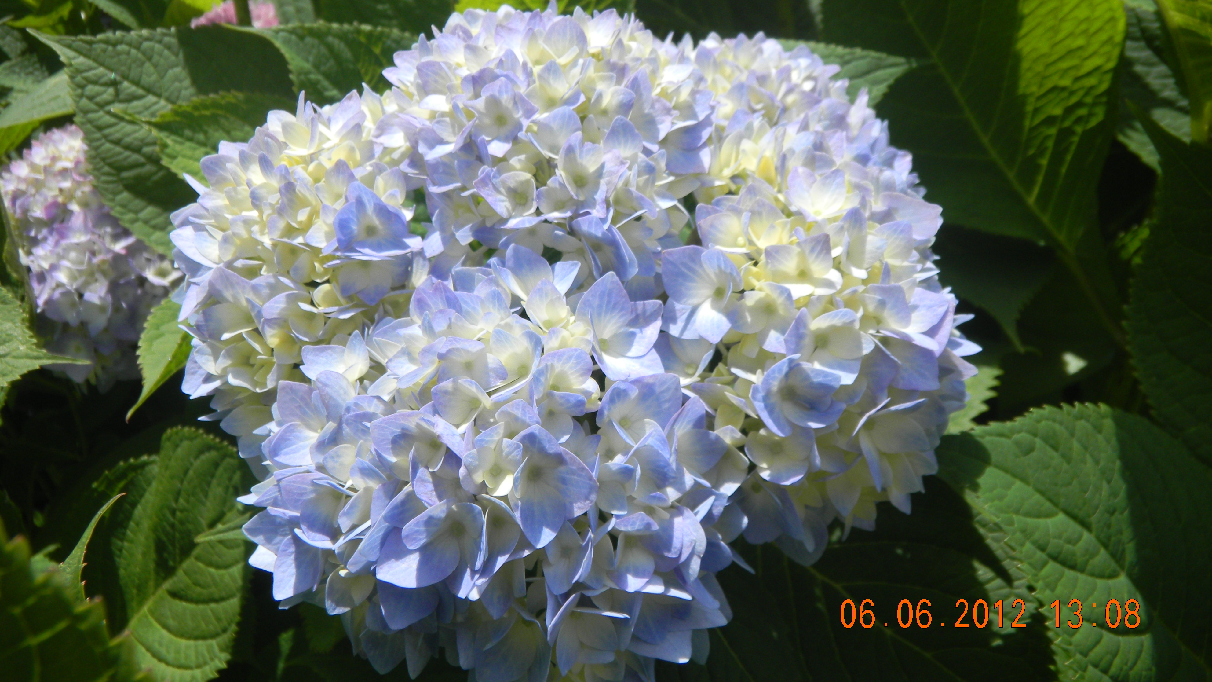 Téléchargez gratuitement l'image Fleurs, Fleur, Hortensia, Terre/nature sur le bureau de votre PC