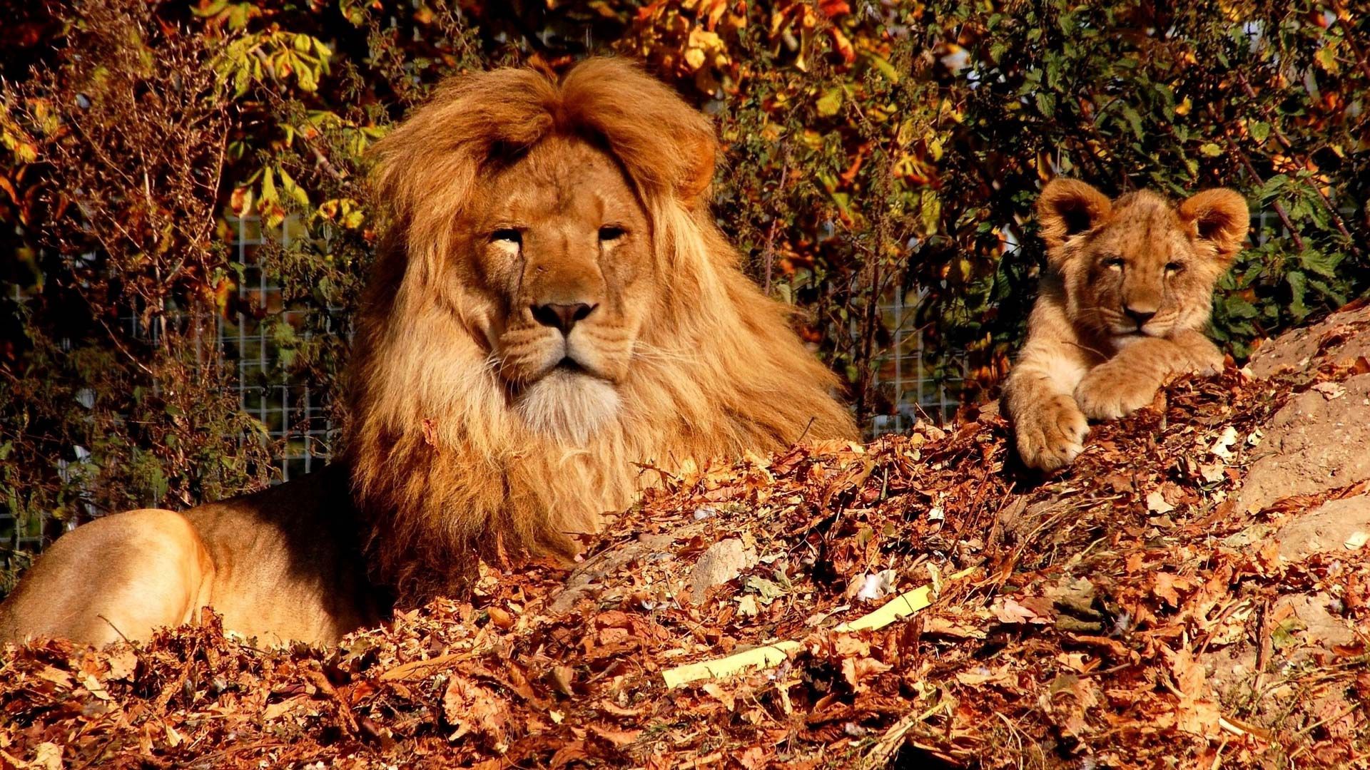135332 скачать картинку осень, лев, сын, животные, деревья, львенок, зоопарк - обои и заставки бесплатно