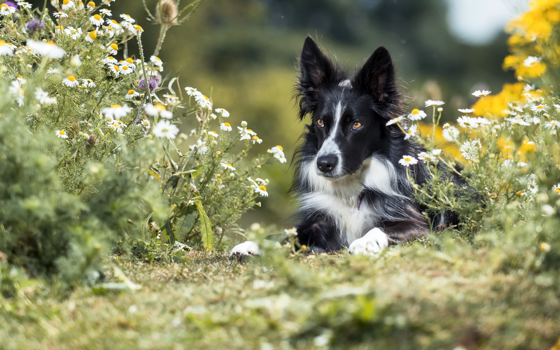 Download mobile wallpaper Dogs, Flower, Dog, Animal, Border Collie, Depth Of Field for free.