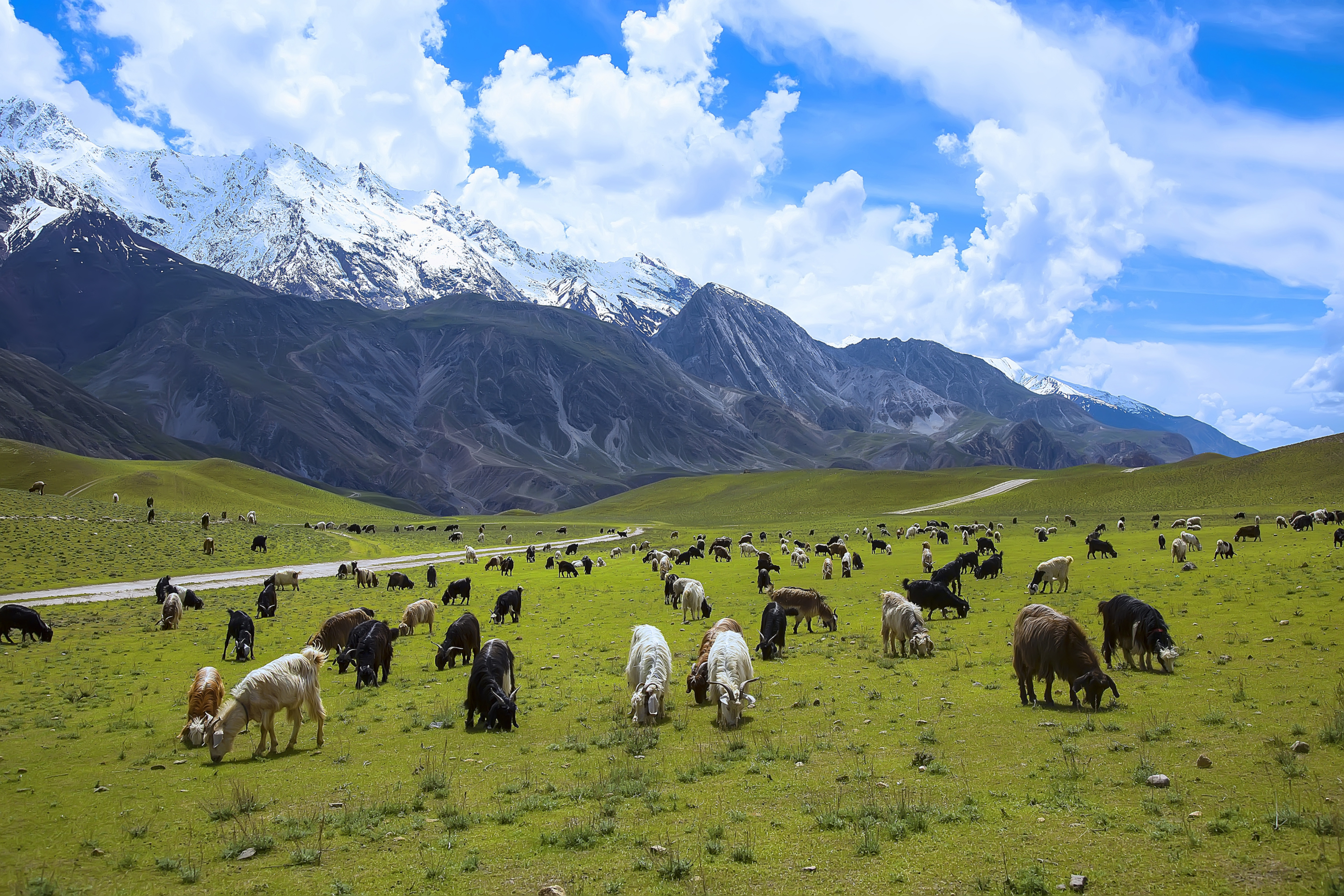 Download mobile wallpaper Mountain, Animal, National Park, Goat, Pakistan for free.