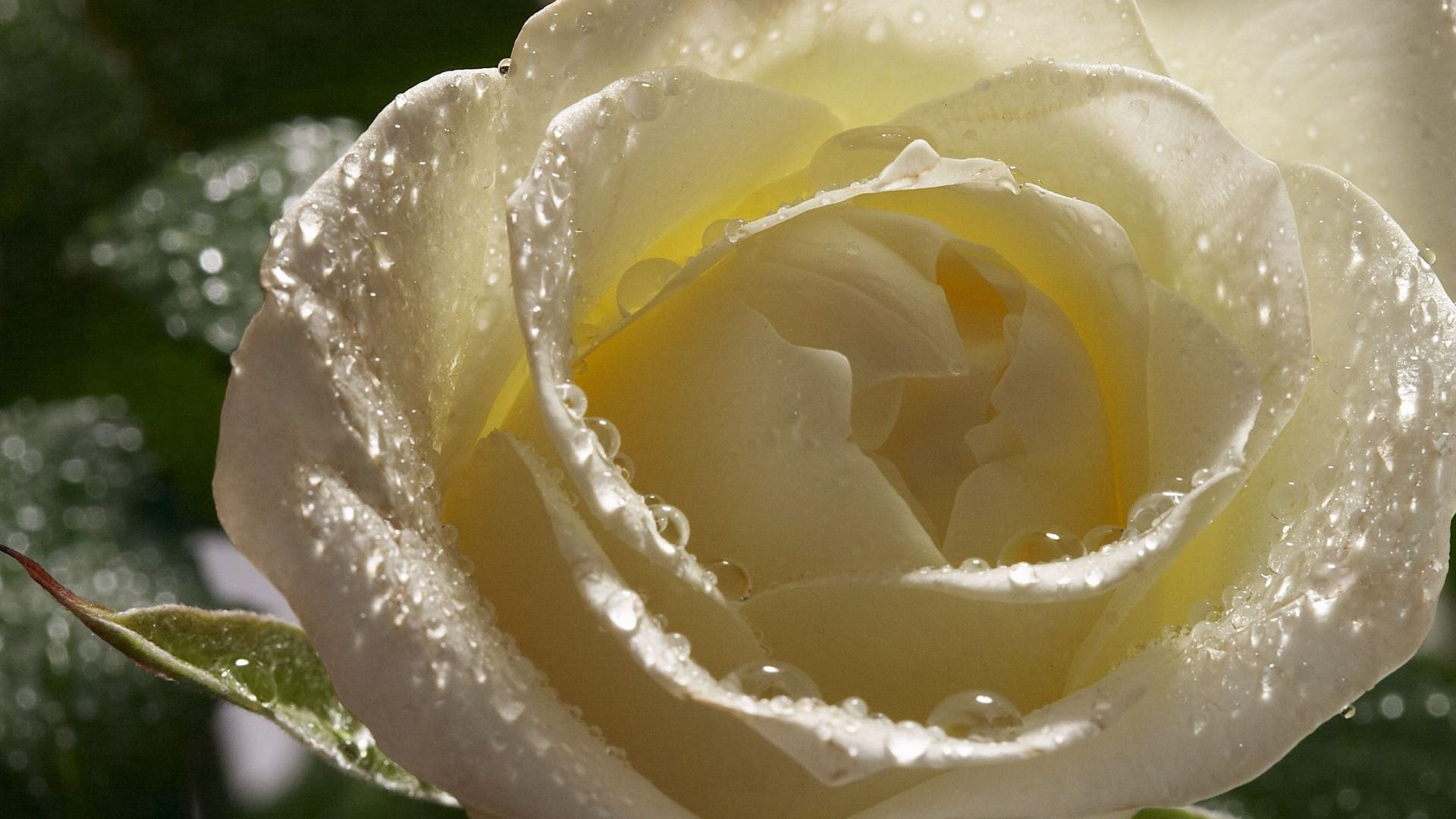 High Definition White Rose background