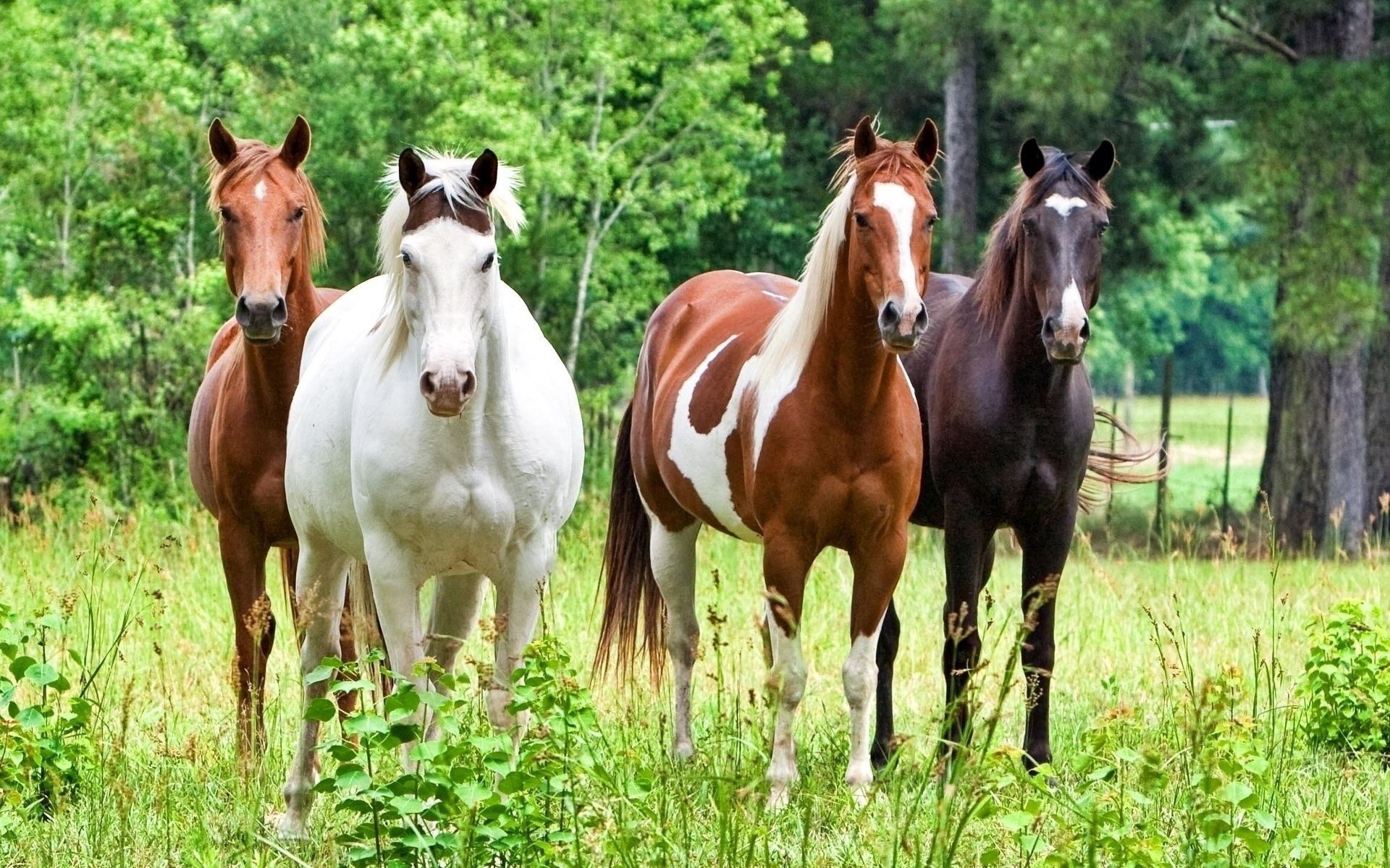 59633 скачать обои лошади, животные, табун, кони, трава, окрас - заставки и картинки бесплатно