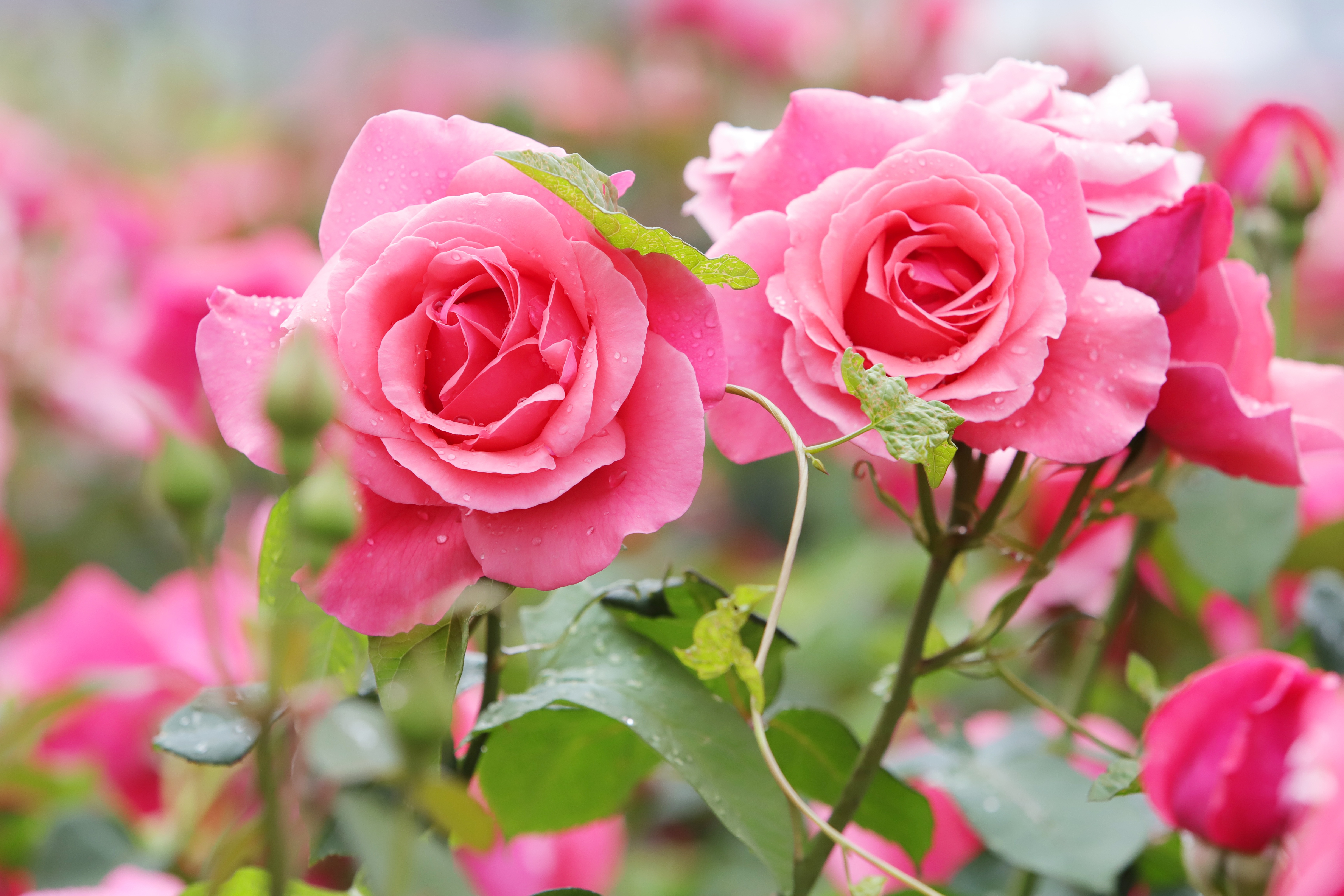 Téléchargez gratuitement l'image Fleurs, Rose, Terre/nature, Fleur Rose, Rose Rose sur le bureau de votre PC